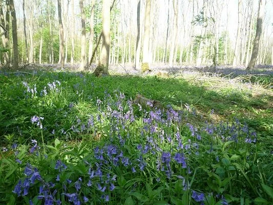 Bluebells in wood