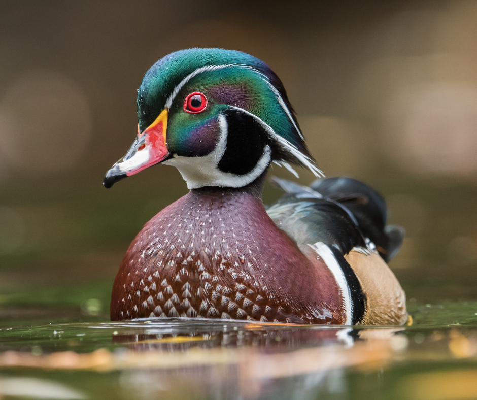 Ducky Wisdom