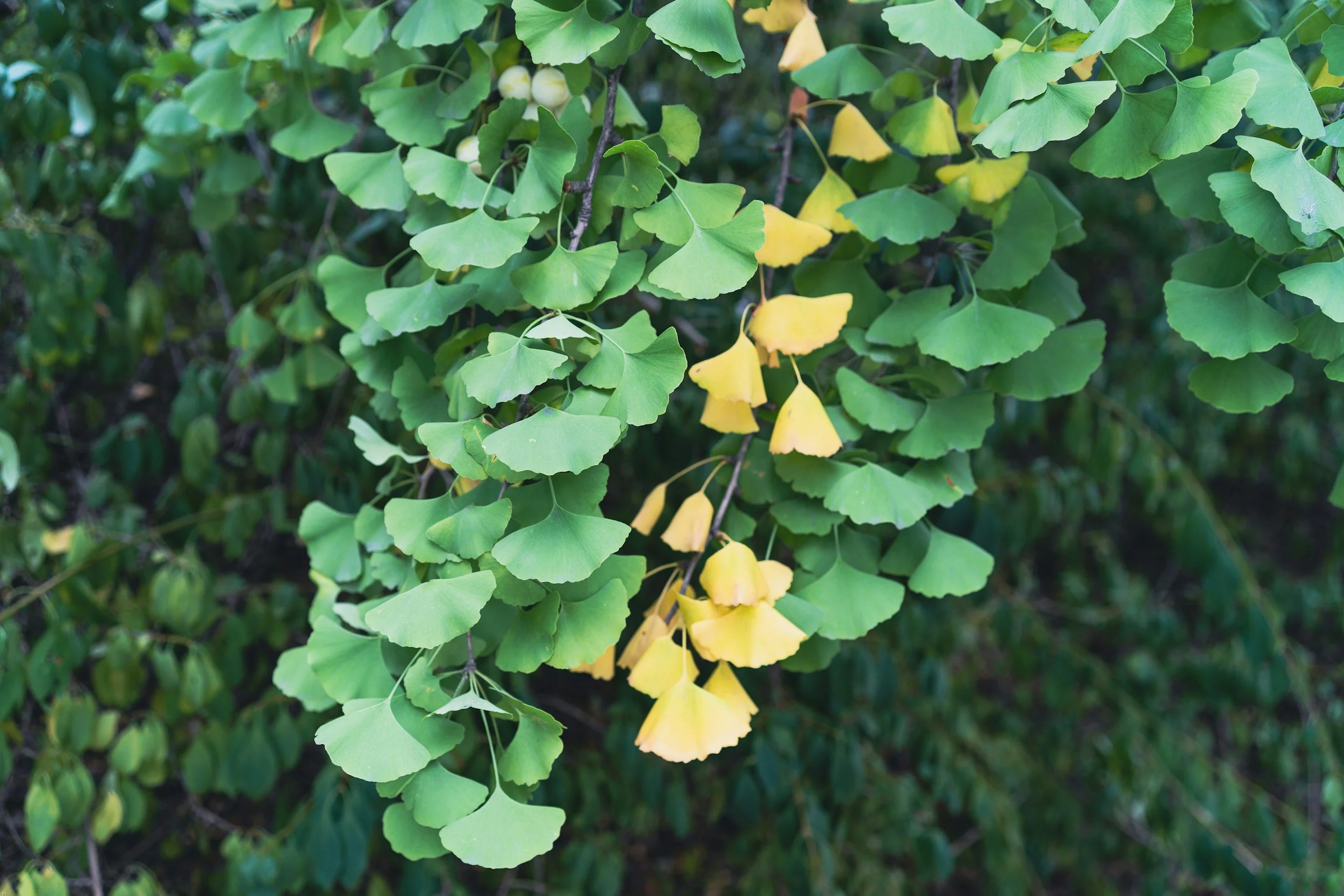 Green ginkgo leaves with some turning yellow, along with ginkgo nuts hanging from the branches.