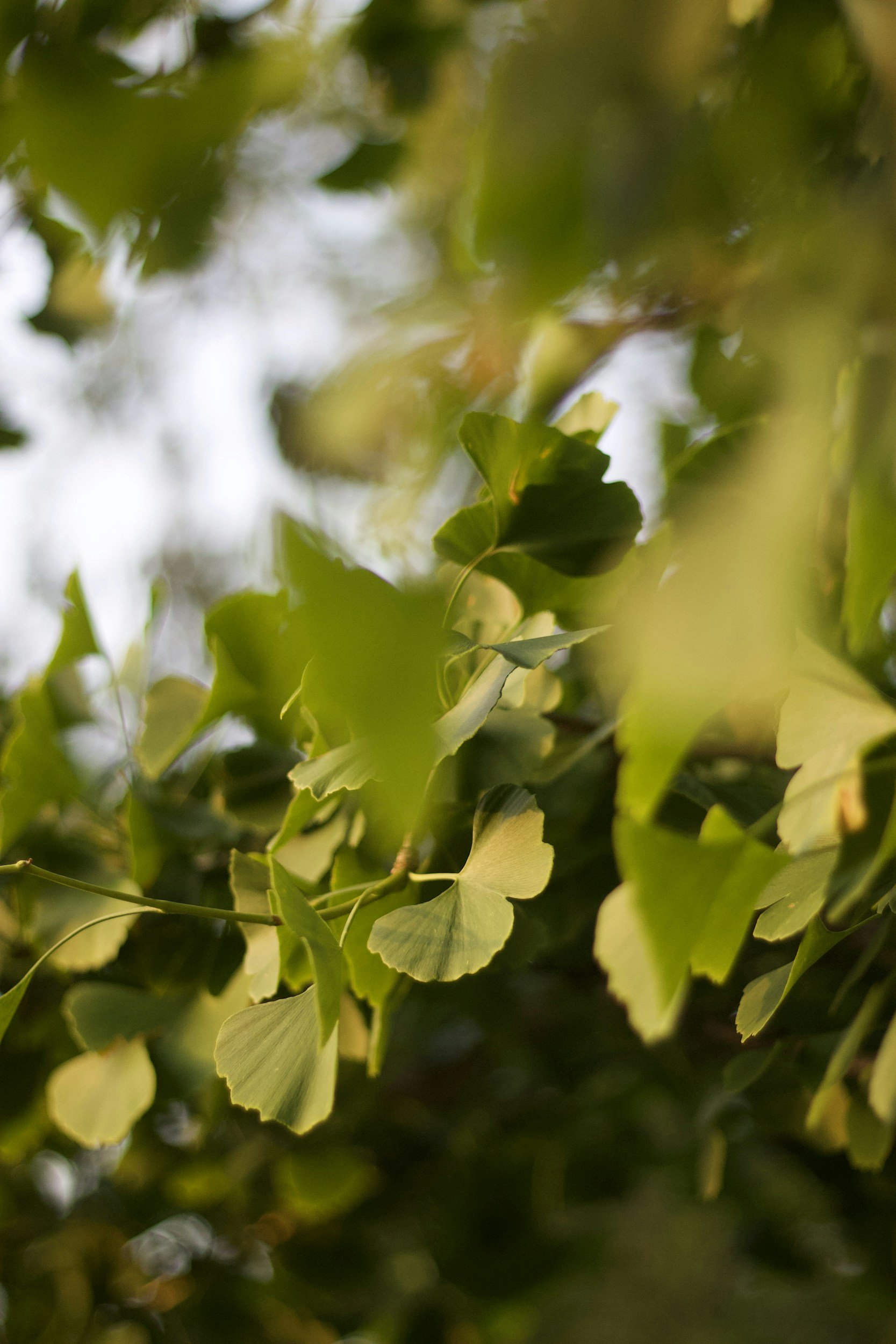 Close-up of green leaves on a tree branch with blurred background of additional foliage and sky.