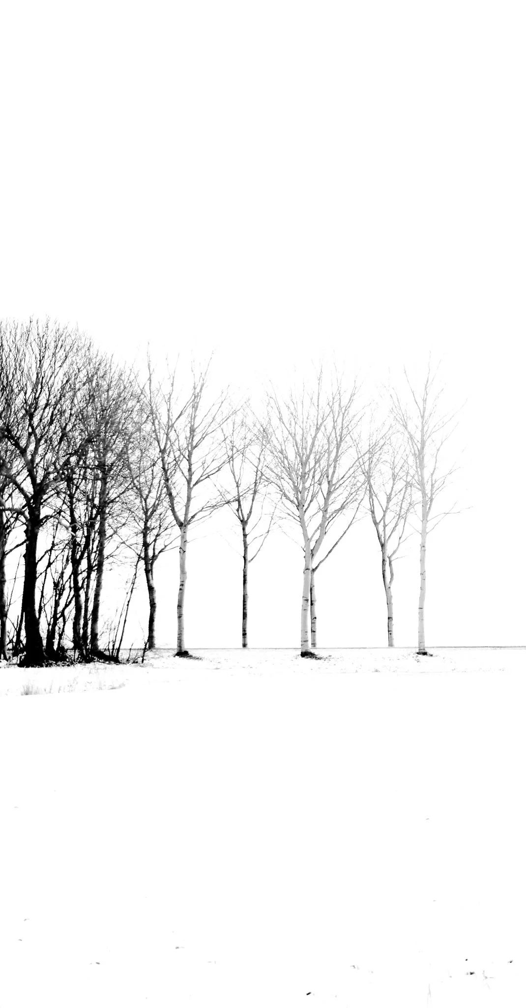 Black and white photo of bare trees in a snowy landscape.