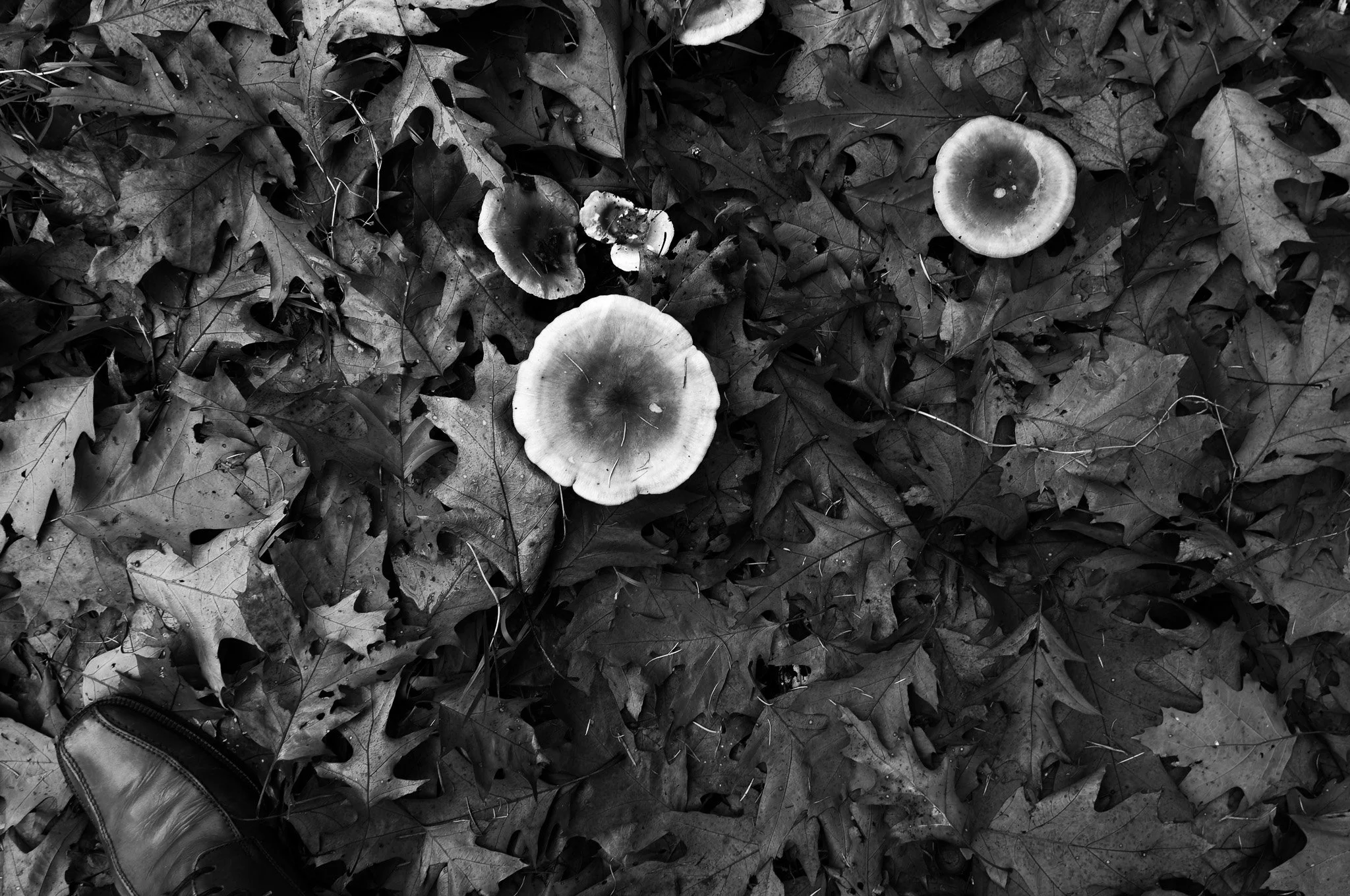 Black and white photograph of fallen leaves covering the ground with mushroom caps scattered among them. Part of a person's foot in a shoe is visible in the lower left corner.