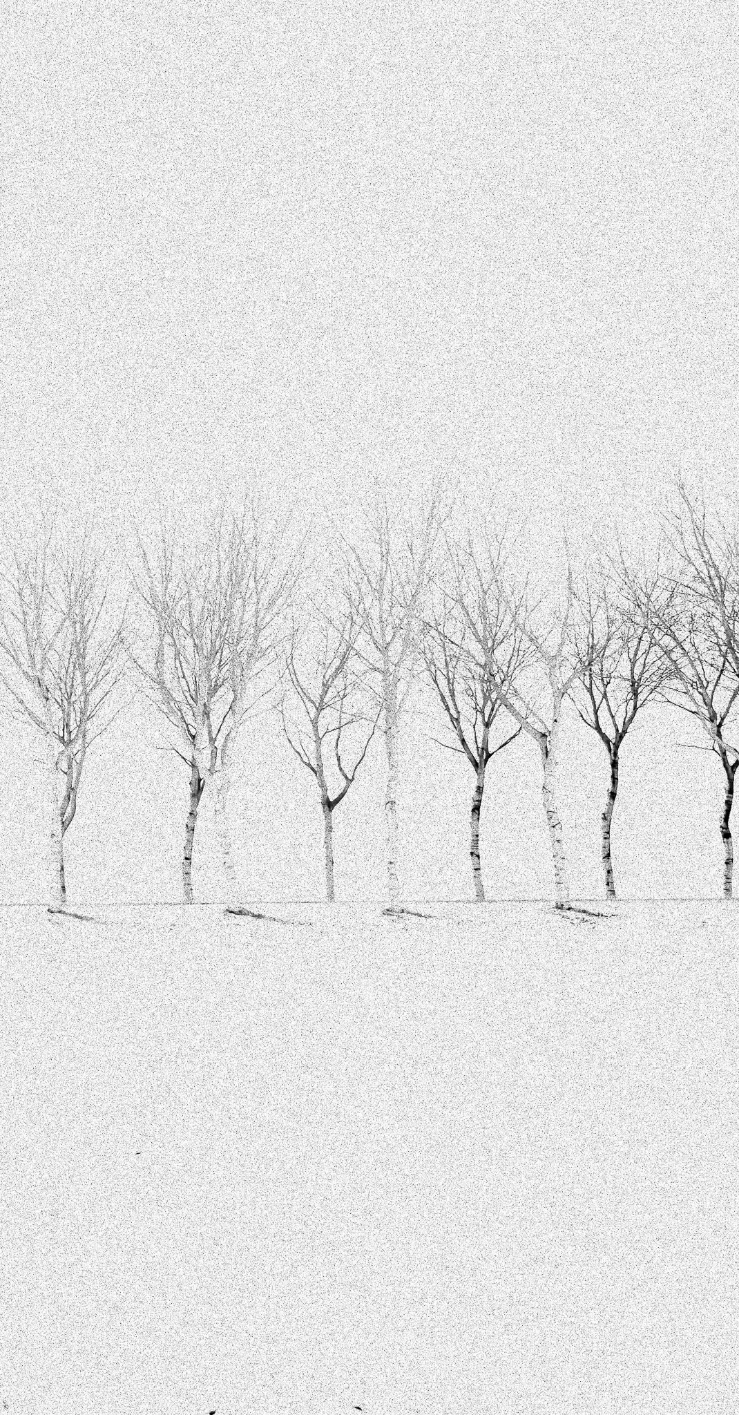 Black and white image of a row of bare trees on a snowy landscape under a cloudy sky.