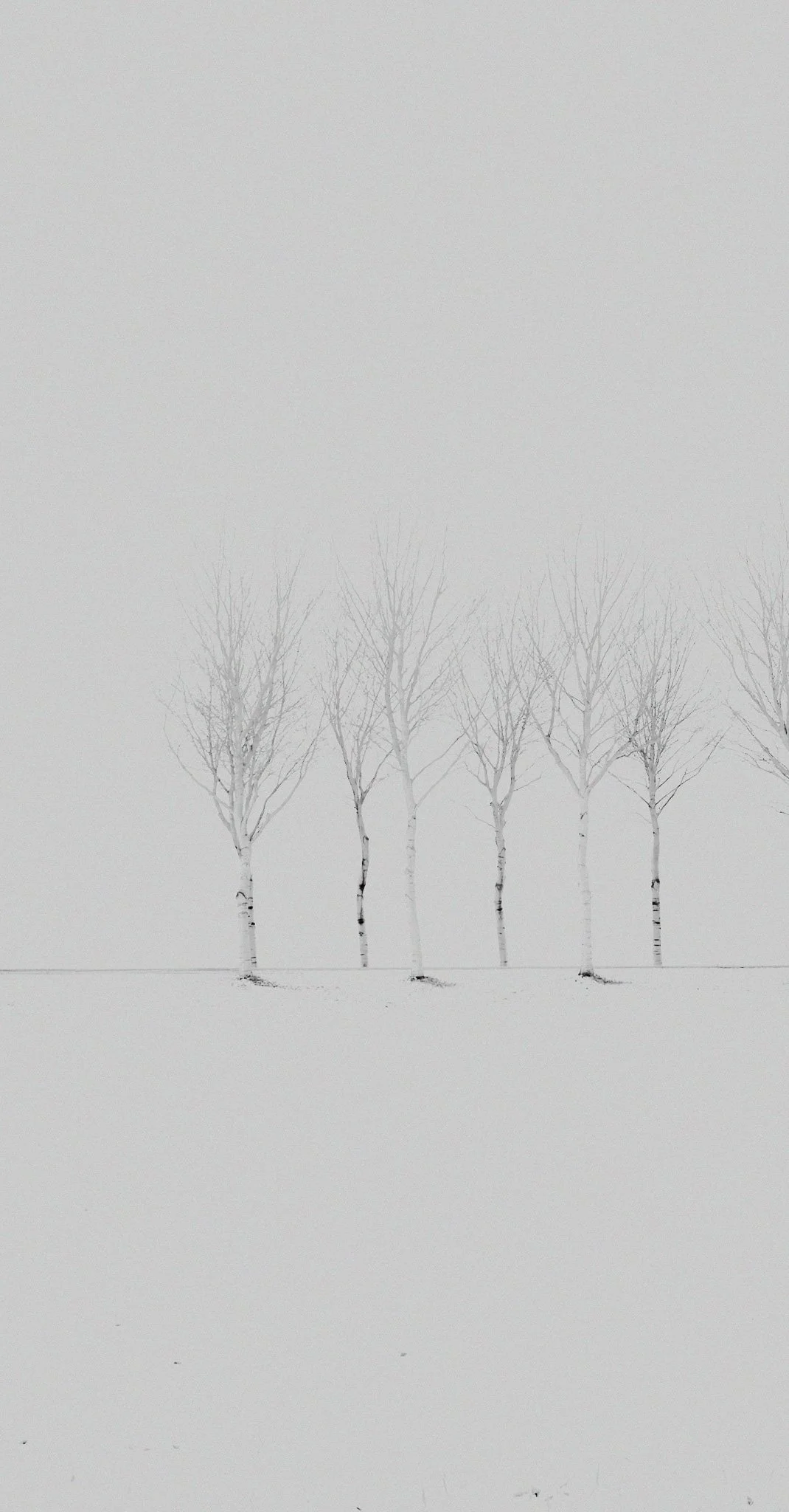 Five leafless trees standing in a row on snow-covered ground with overcast sky.