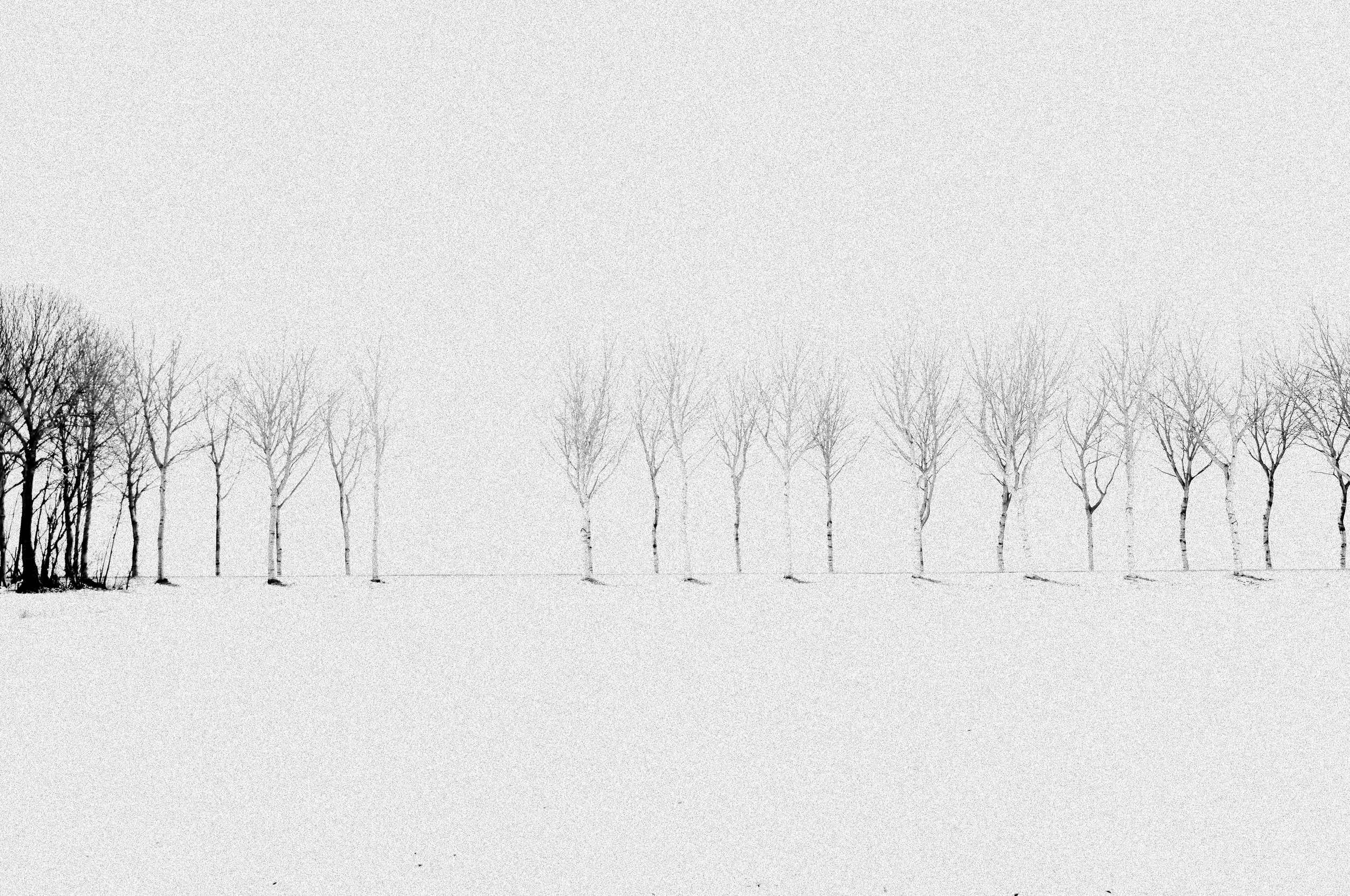 Spring, Summer, Autumn, Winter