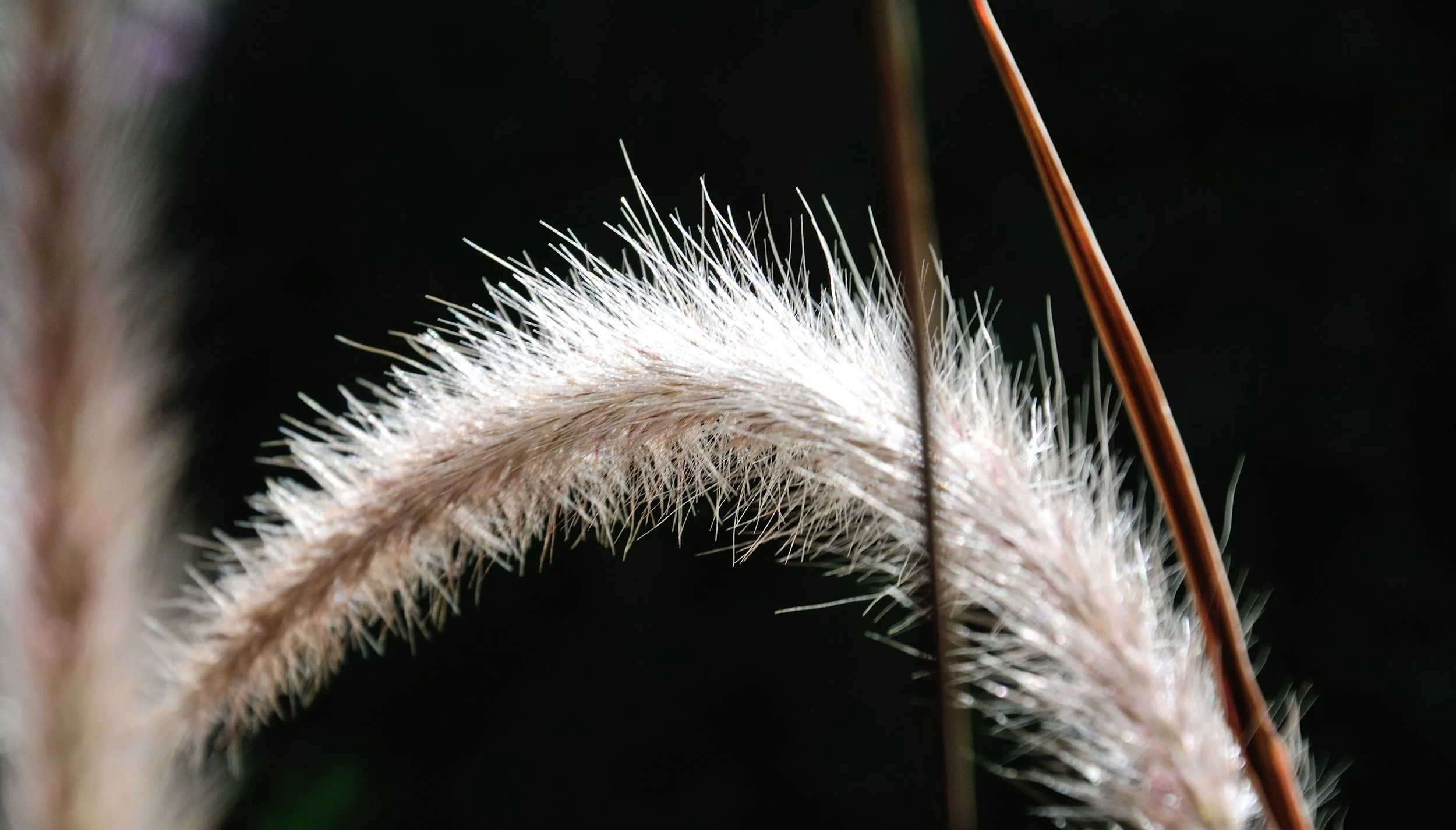 Macro