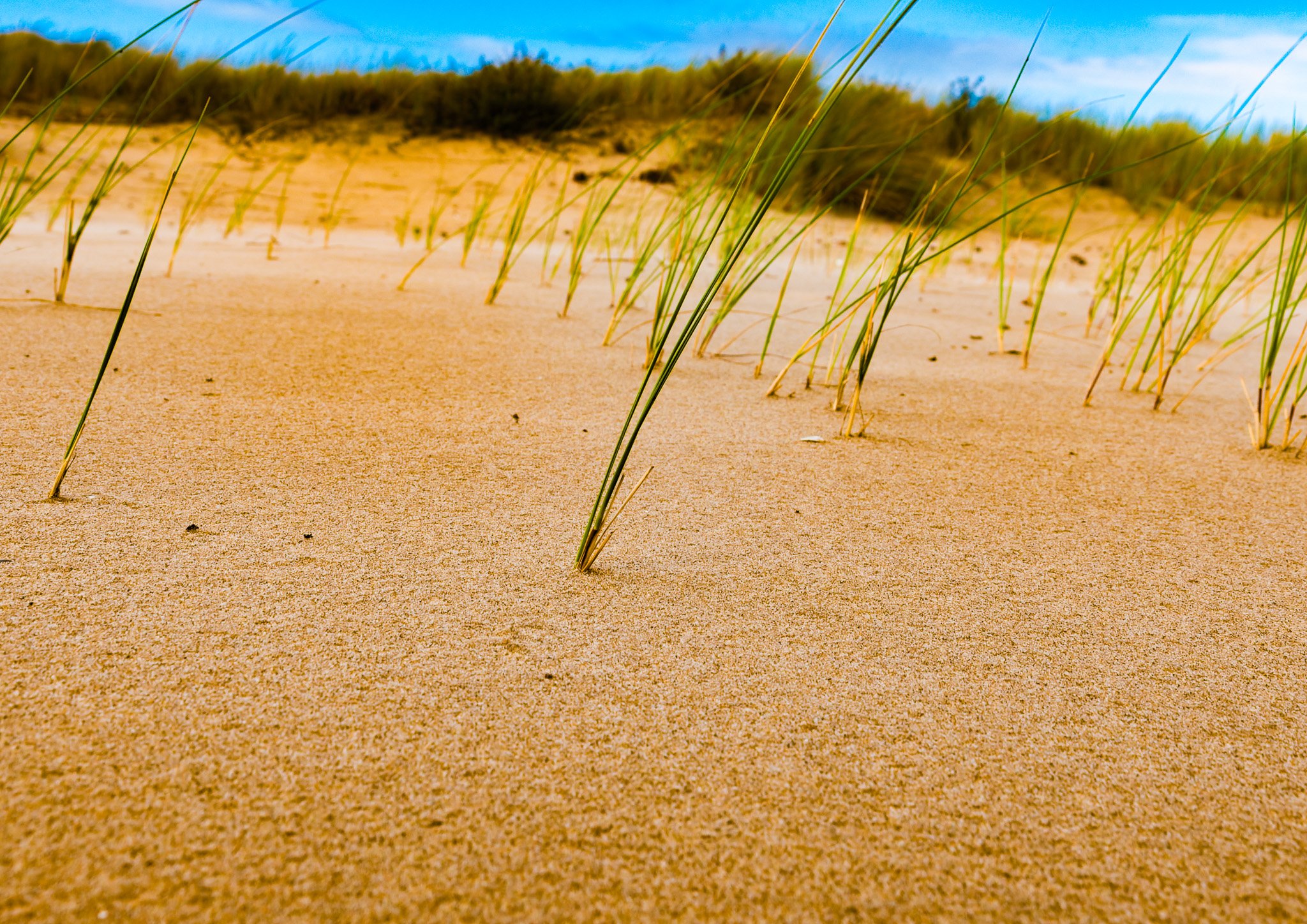 Marram Grass
