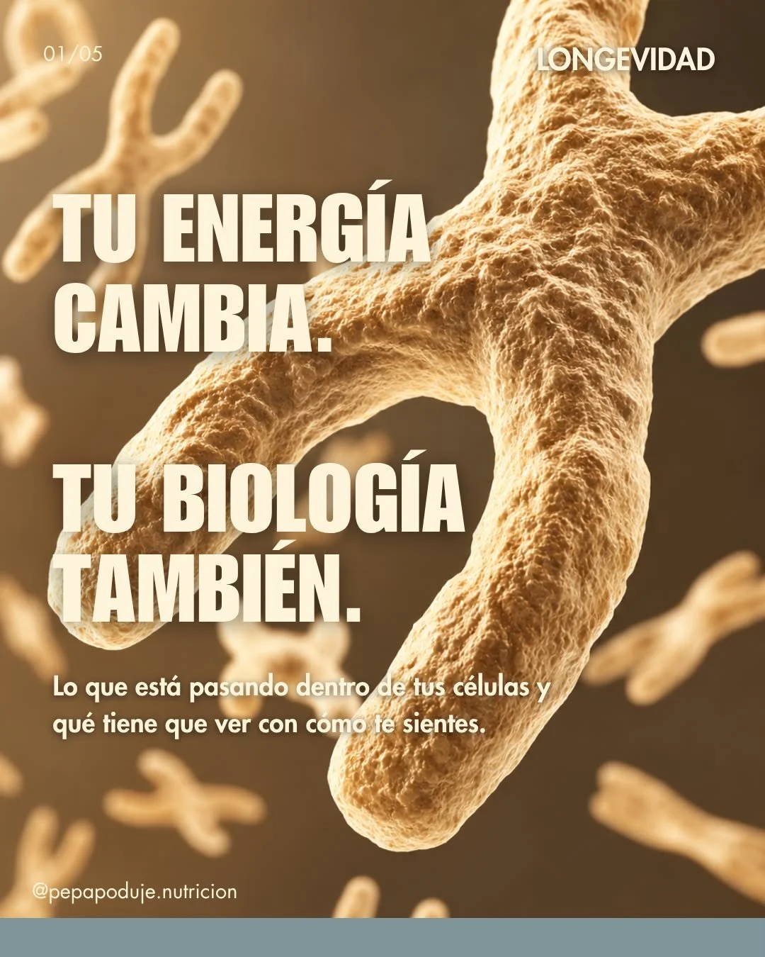 Hacer lo mismo de siempre y sentirse m&aacute;s cansada. Recuperarse m&aacute;s despacio. Dormir y no despertar descansada.  Tiene explicaci&oacute;n biol&oacute;gica.

Dentro de cada c&eacute;lula hay estructuras llamadas tel&oacute;meros que se aco