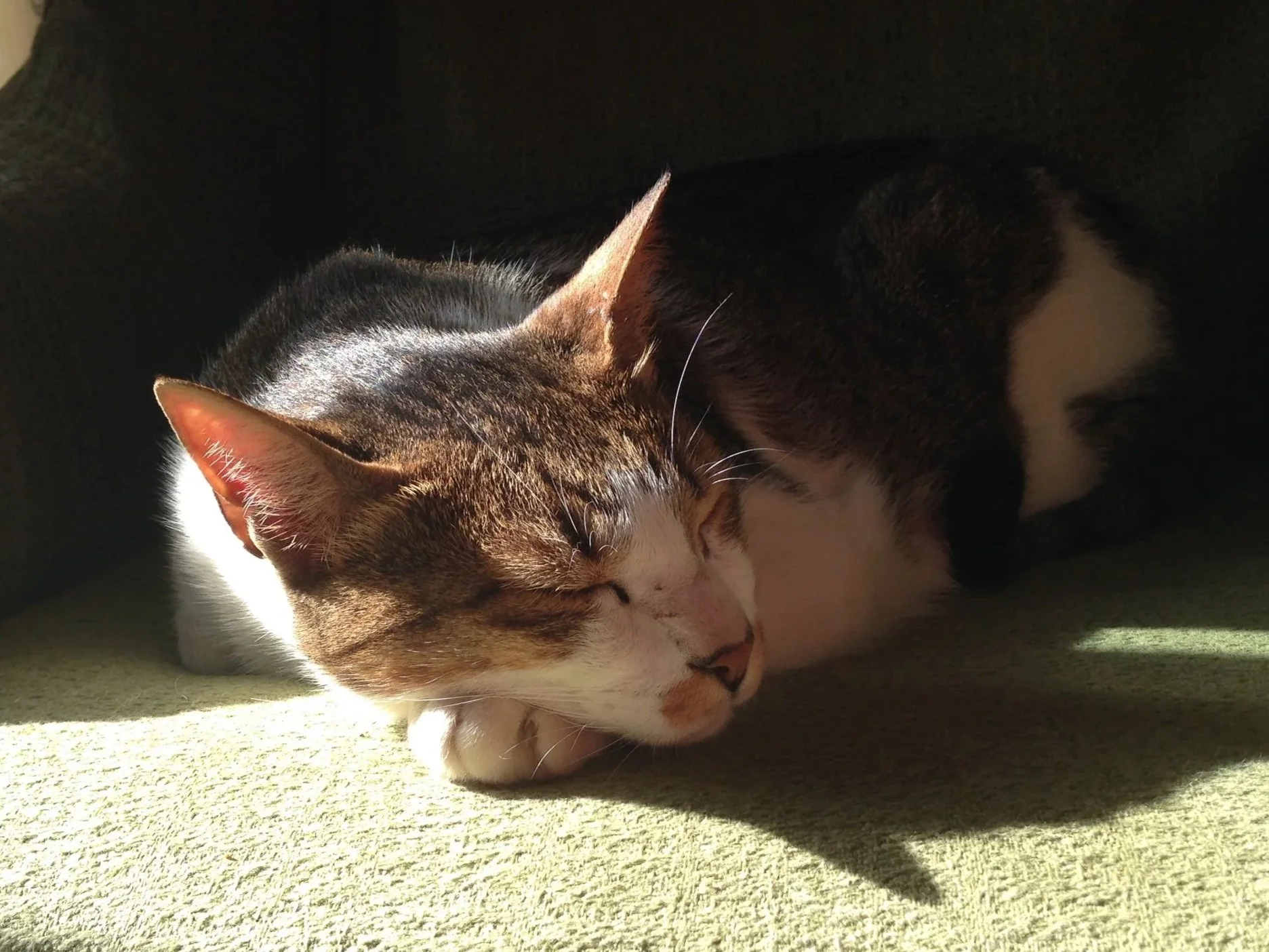Can purring keep cats calm? 