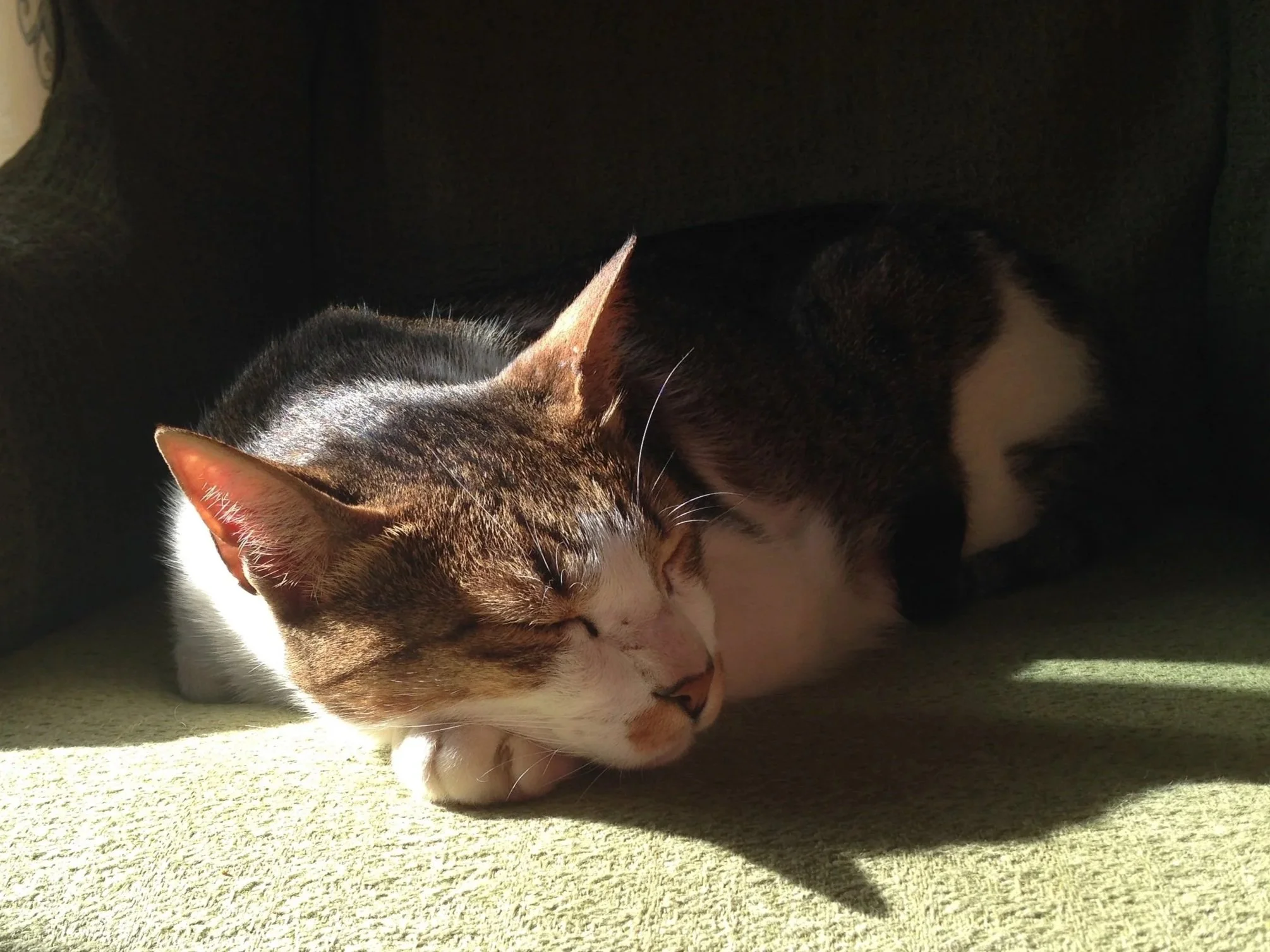 Image shows Frankie, a tabby, ginger and white cat, sleeping on a chair in the sunlight.