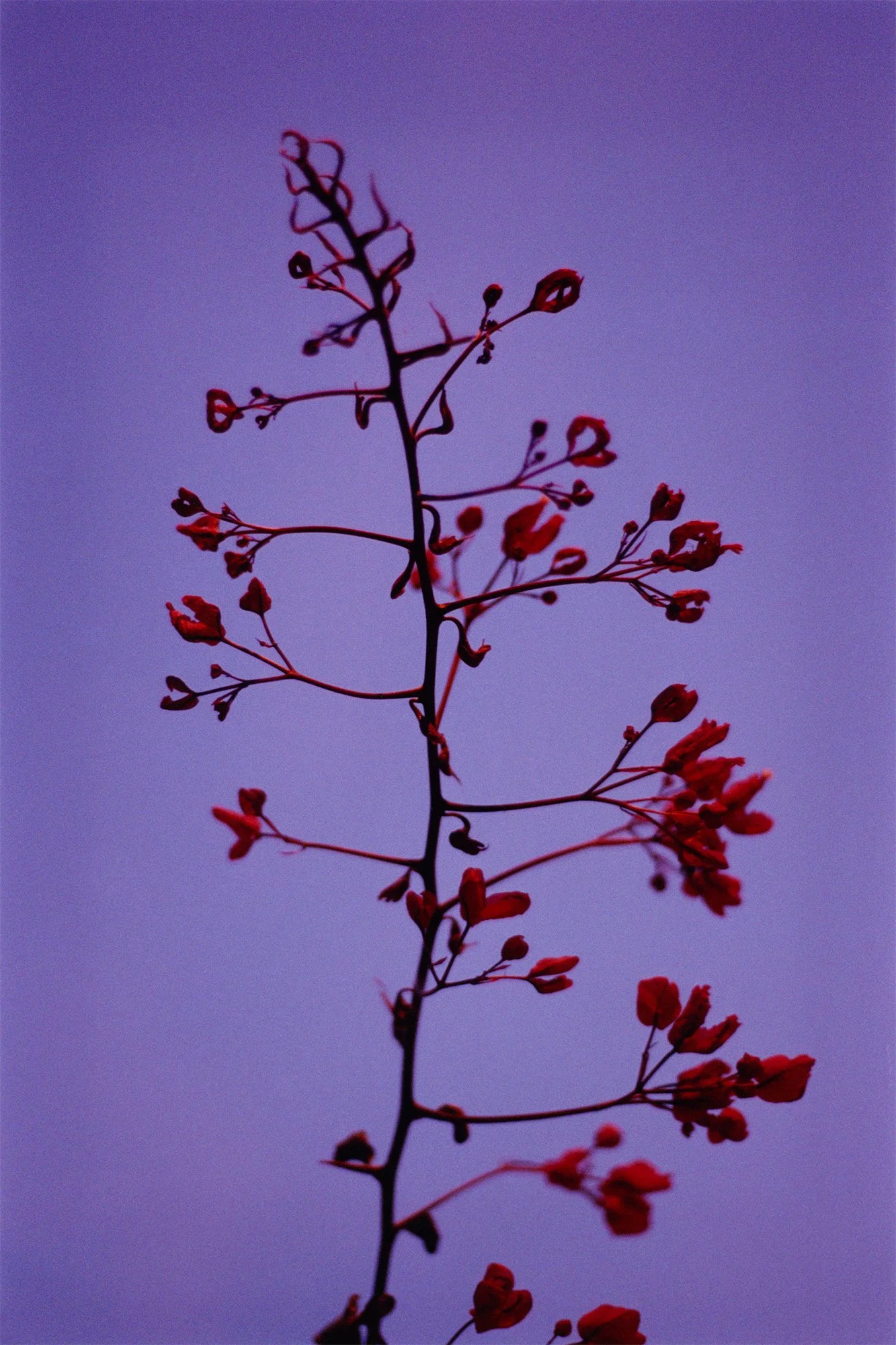 Une branche de plante avec de petites fleurs rouges contre un ciel violet