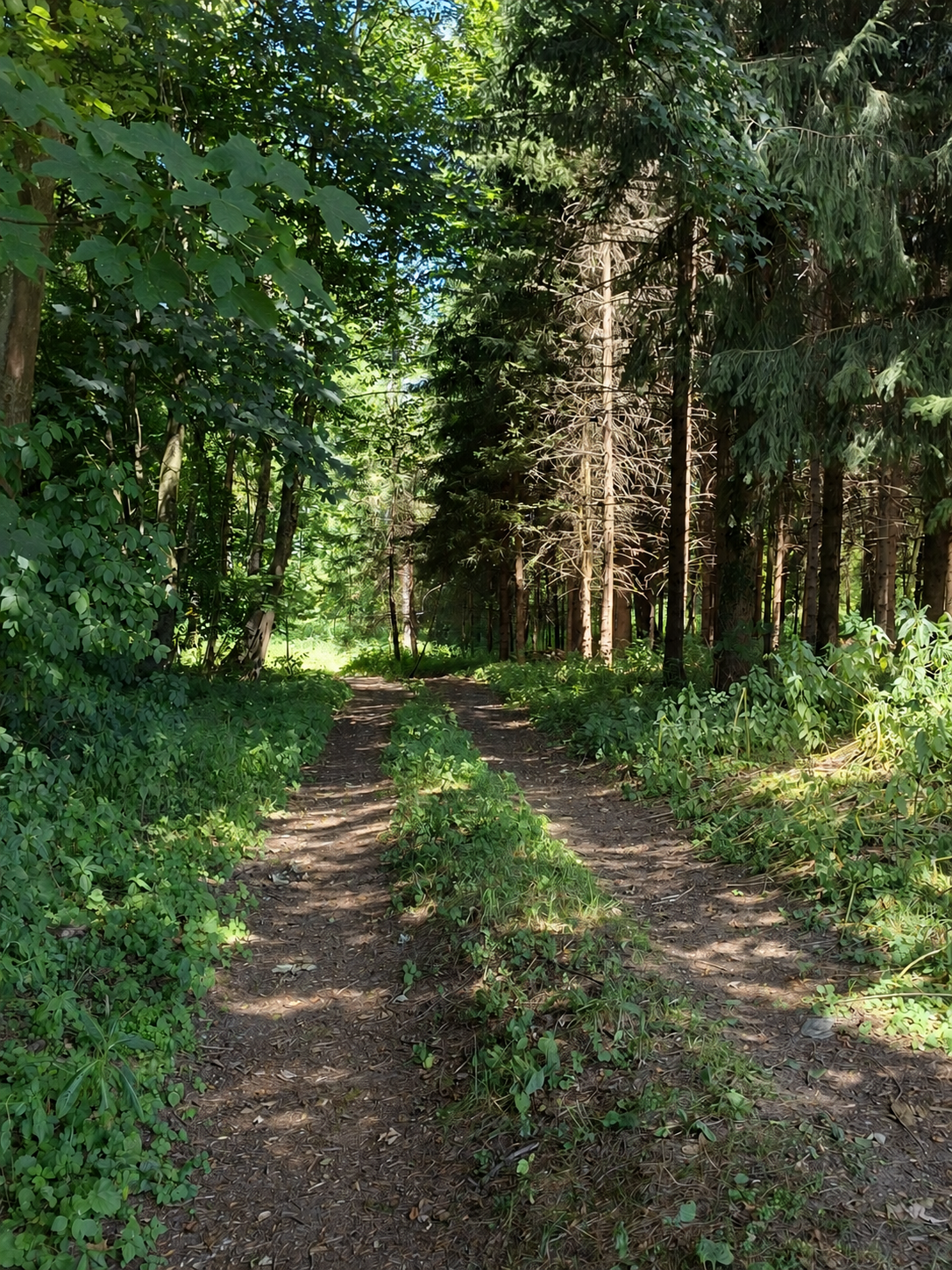 Ein Waldweg mit zwei Spuren, umgeben von grünen Büschen und hohen Bäumen, sonnig und schattig