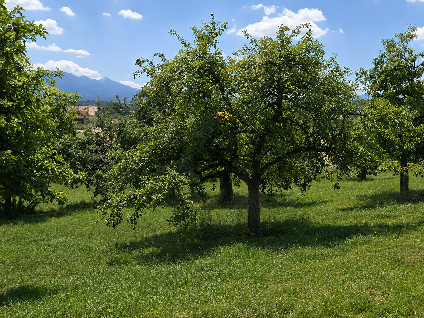 Ein grüner Obstbaum in einem sonnigen Garten mit einem blauen Himmel und Wolken im Hintergrund.