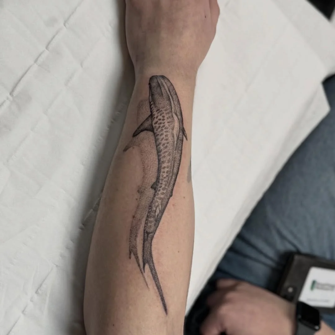 Tiger Shark.jpeg