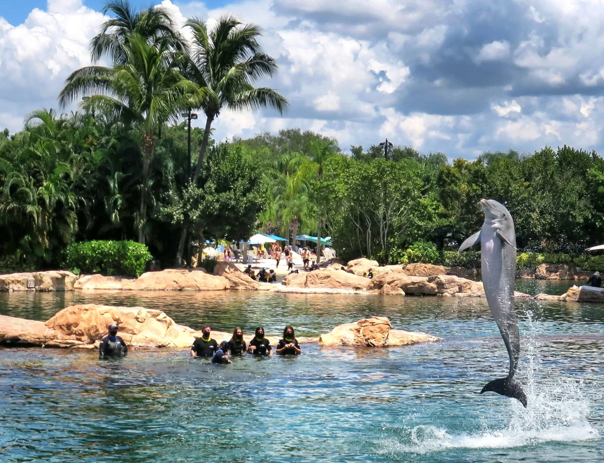 Dolphin jumping out of the water near a harbor or amusement park with surrounding trees, people in the water and on the rocks, and a blue sky with clouds.