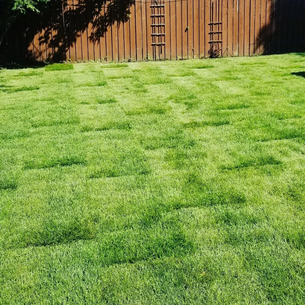 Well-maintained green backyard with freshly mowed grass, wooden fence, and shadows from nearby trees.