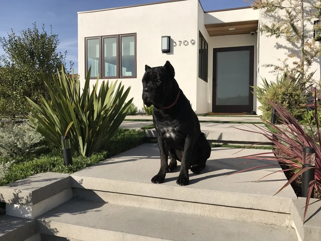 A large black dog sitting on a concrete pathway in front of a modern white house with large windows and a dark front door. There are green and reddish ornamental plants along the pathway. The sky is partly cloudy.