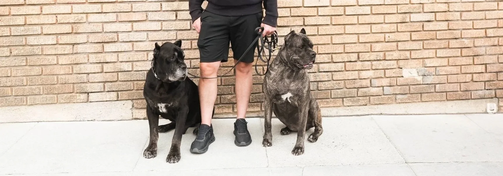Person in black shorts and sneakers holding two large dogs on leashes, standing against a brick wall.