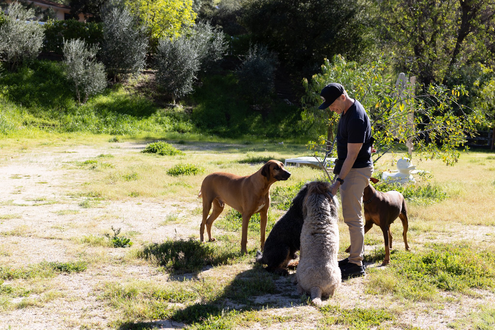 A man in a black shirt and beige pants, wearing a black cap, is standing outdoors in a garden area with five dogs around him. The background features lush green trees and grass, with sunlight illuminating the scene.