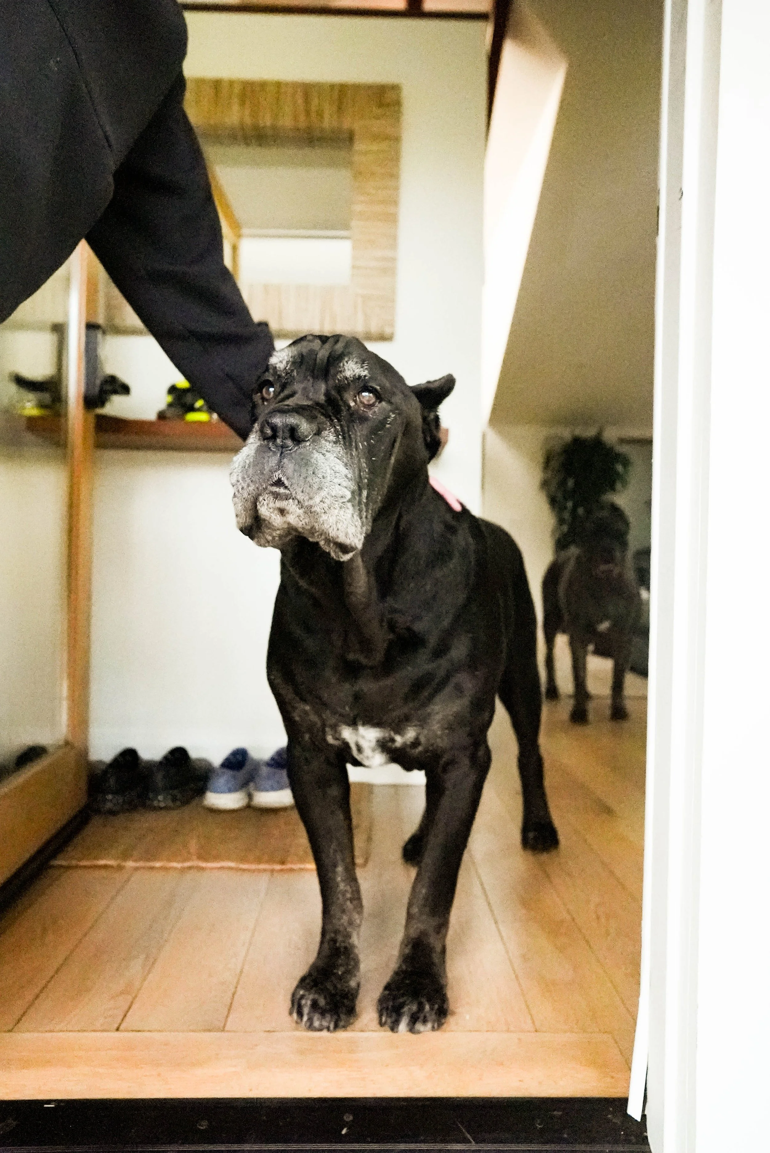 A large black and gray dog, possibly a Cane Corso, standing in a doorway with a person petting its head. The dog has a sad or attentive expression, with a muscular build and short coat. In the background, a mirror shows the dog's reflection.