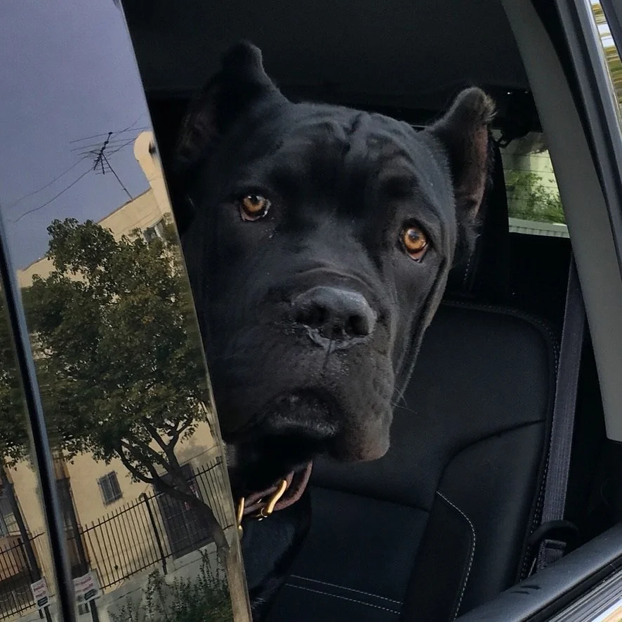 A black dog with amber eyes looking out from the back seat of a vehicle, with part of a reflective side window and city buildings visible.