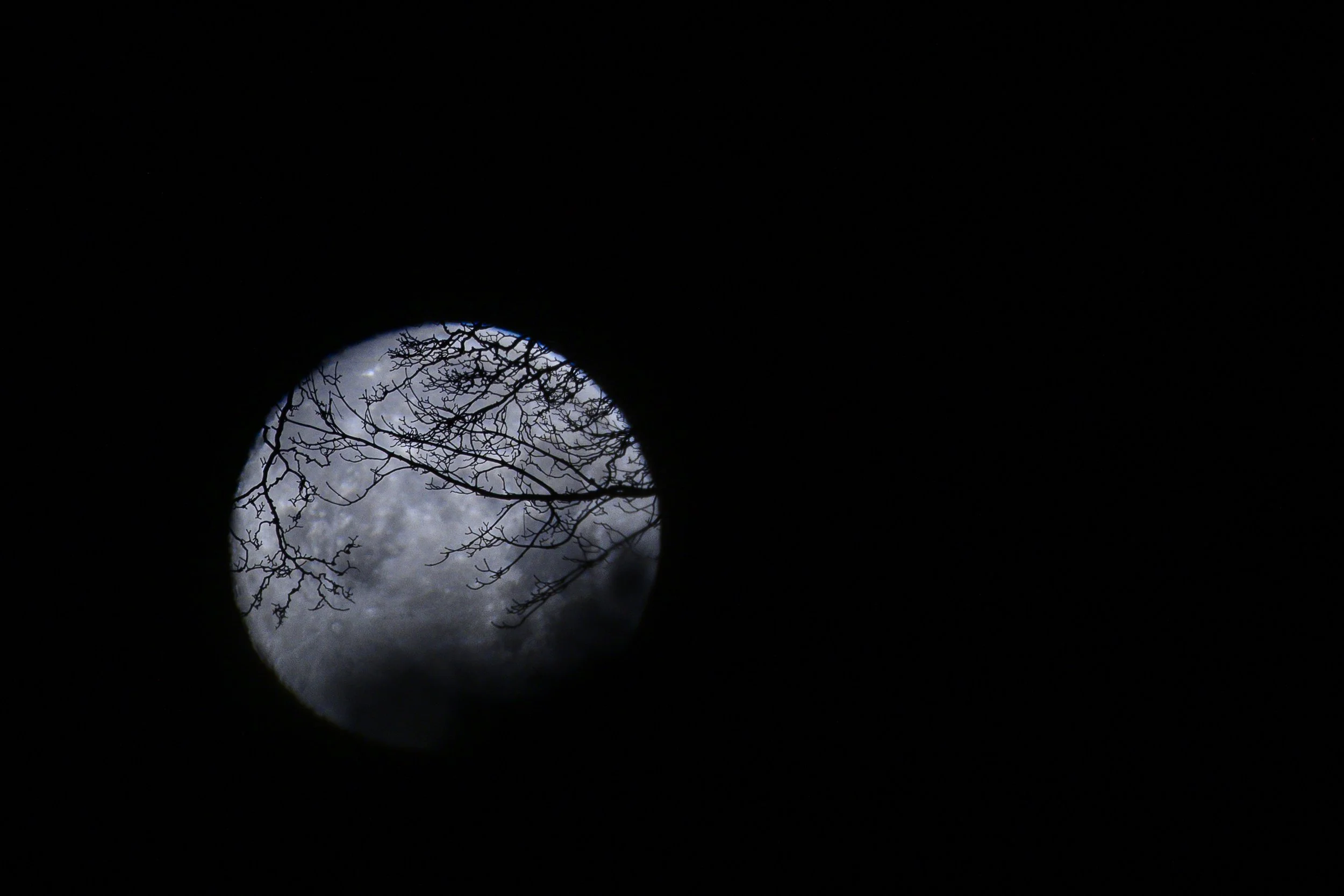 Moon Tree.jpg