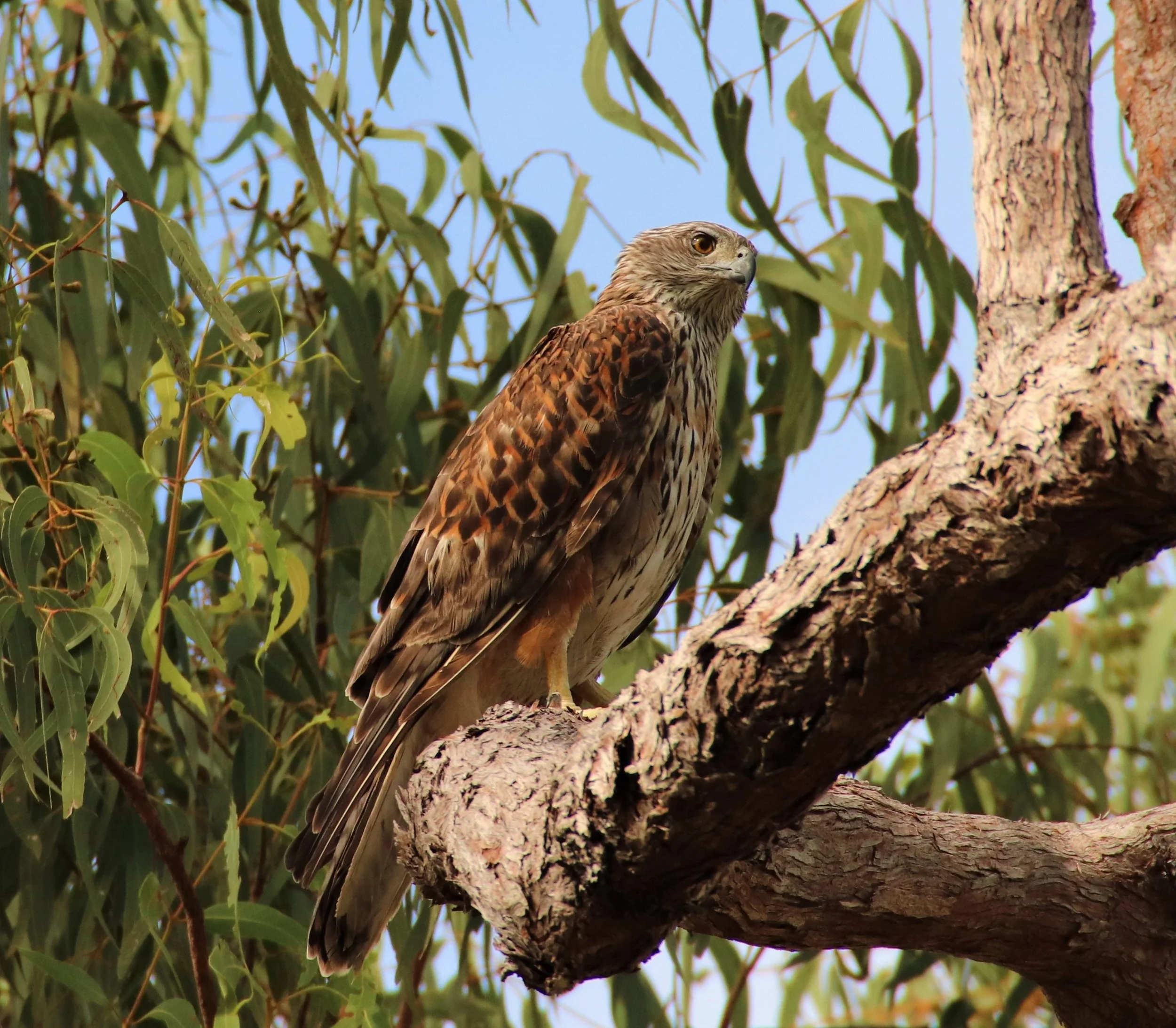 A bird of prey, possibly a hawk, perched on a tree branch surrounded by green leaves and blue sky.