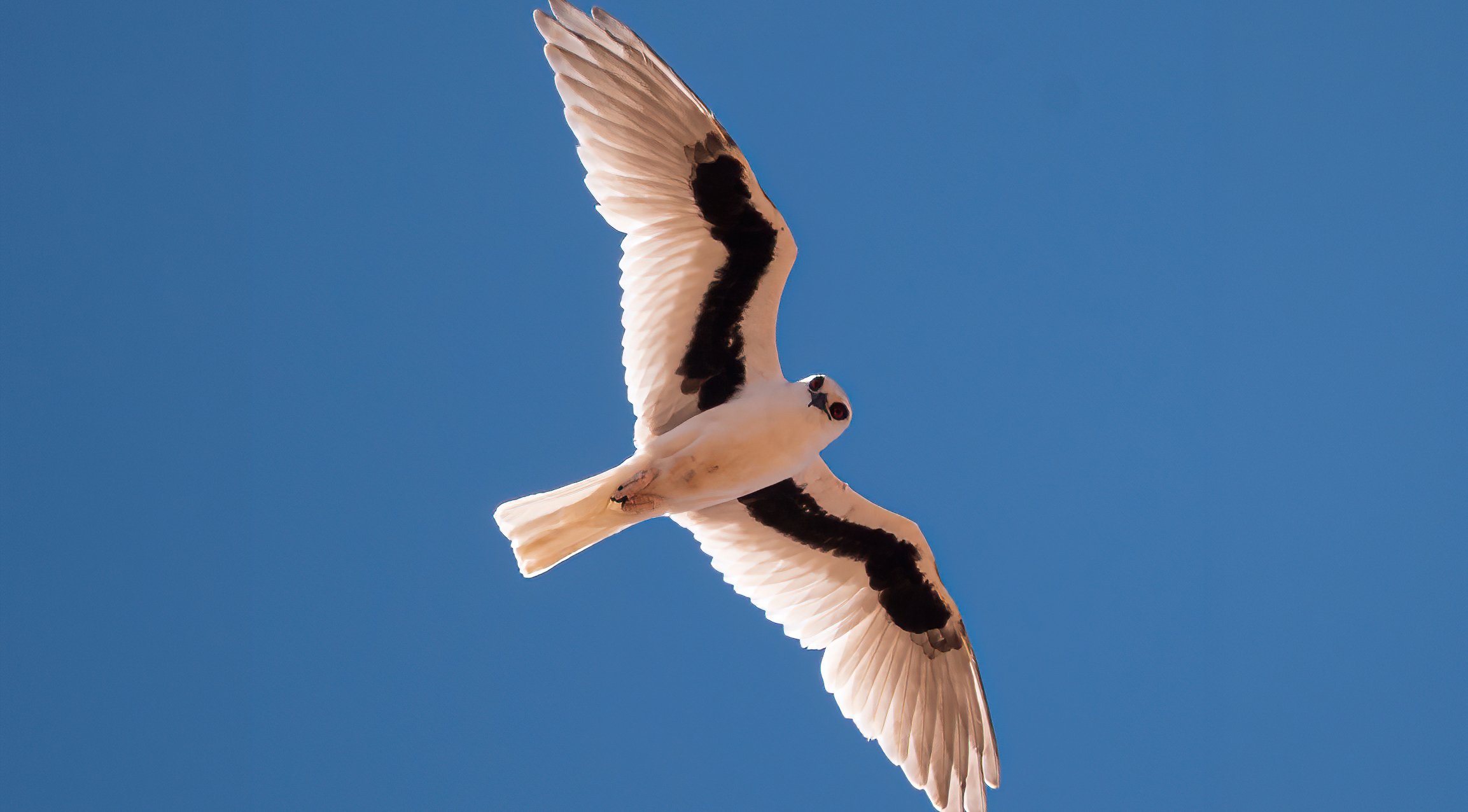 A flying bird with white wings and black markings against a clear blue sky.