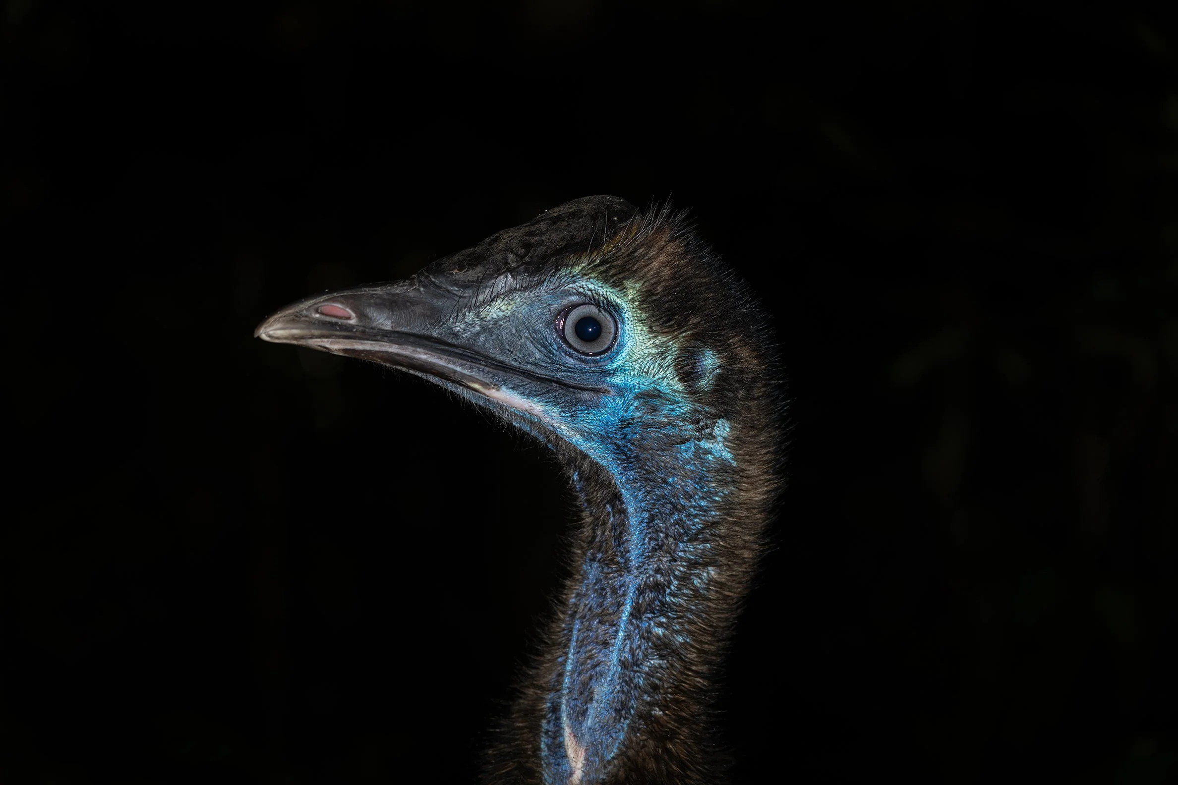 Close-up of a Cassowary against a black background.