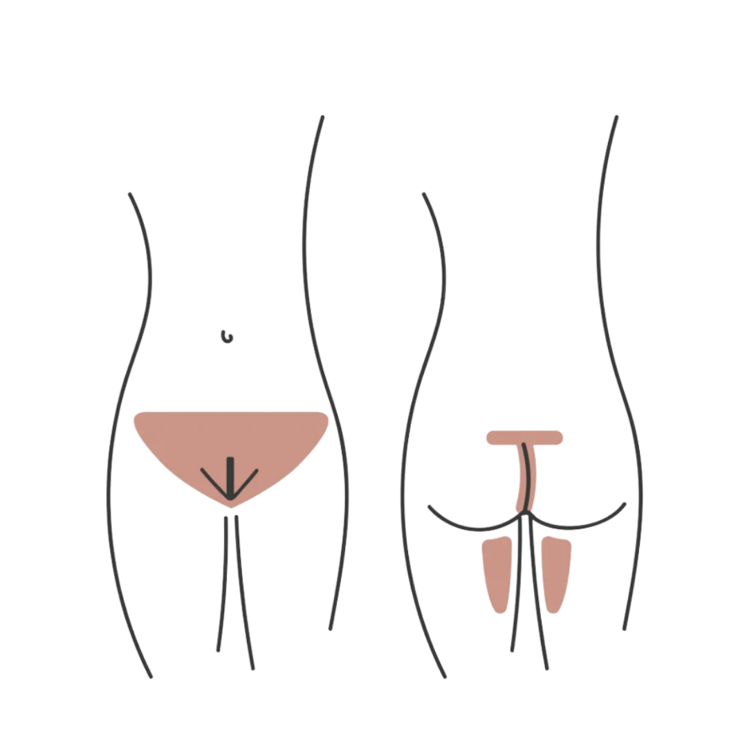 Diagram of male and female human reproductive organs, including the bladder, prostate, testicles, and penis, shown from a front view.