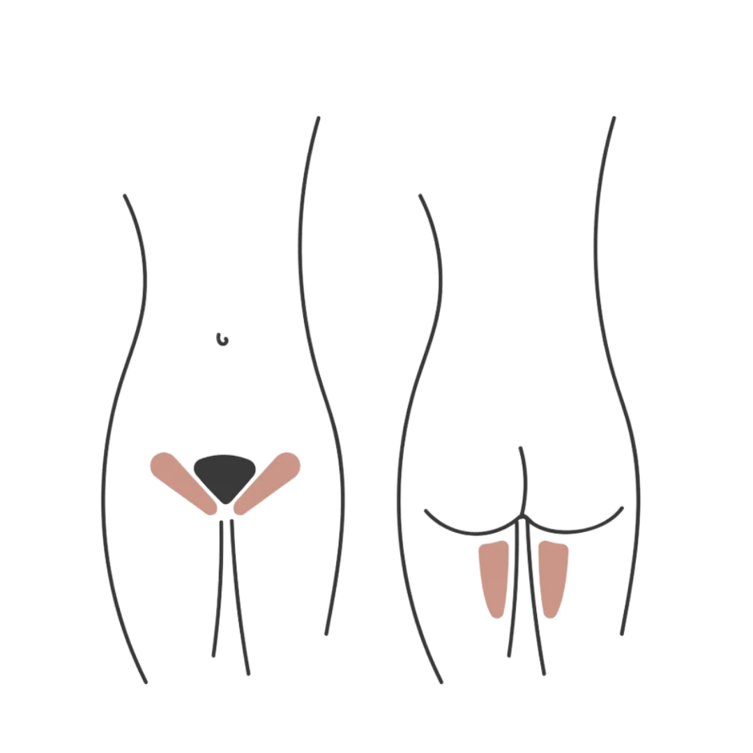 Diagram of male and female reproductive organs, front and back views