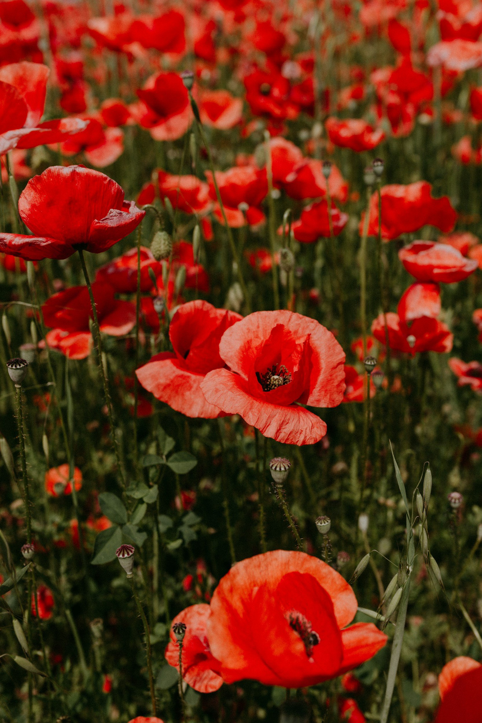A field of red poppies with green stems and leaves.