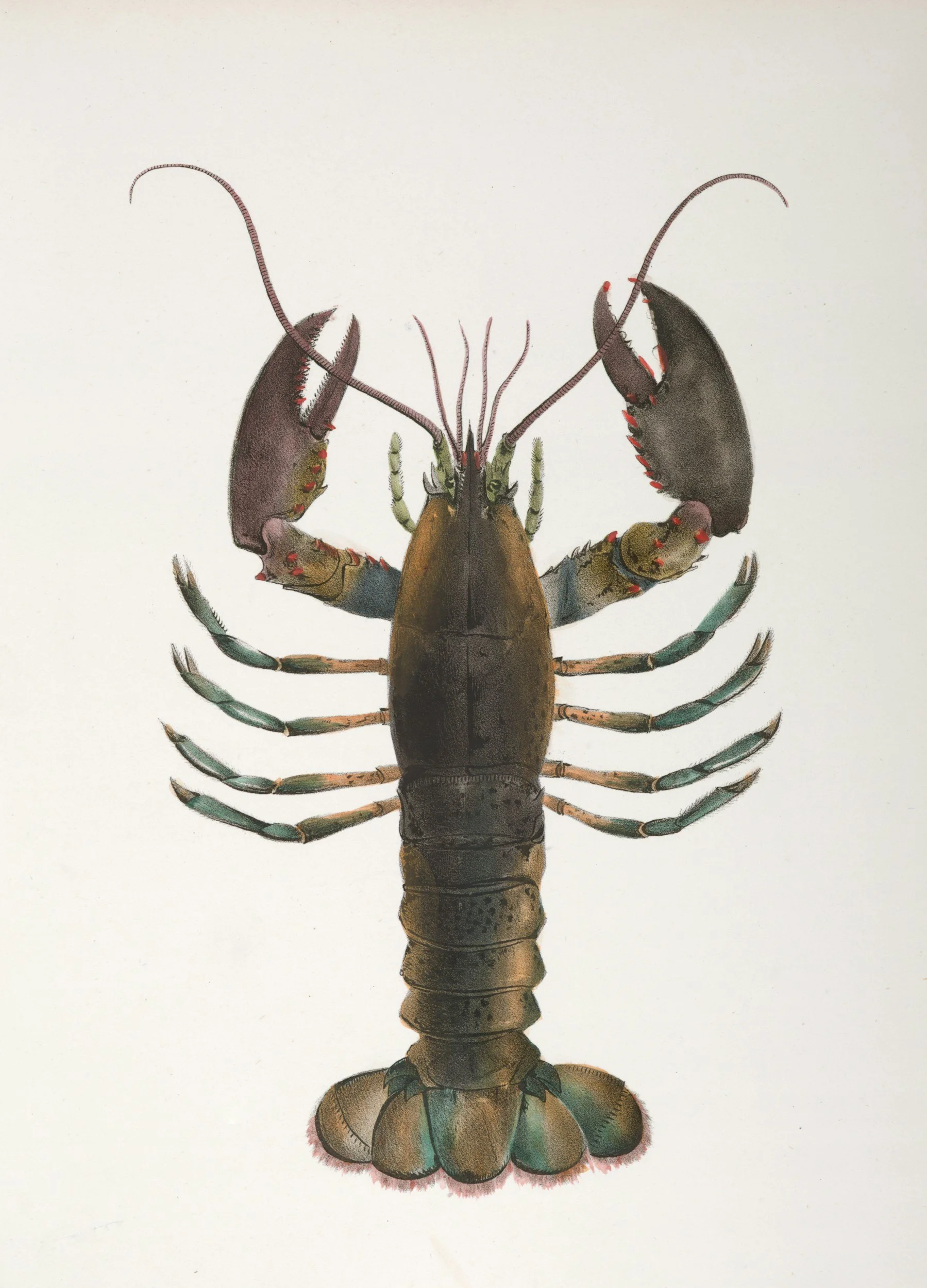 Detailed illustration of a lobster with its claws raised and antennae extended.