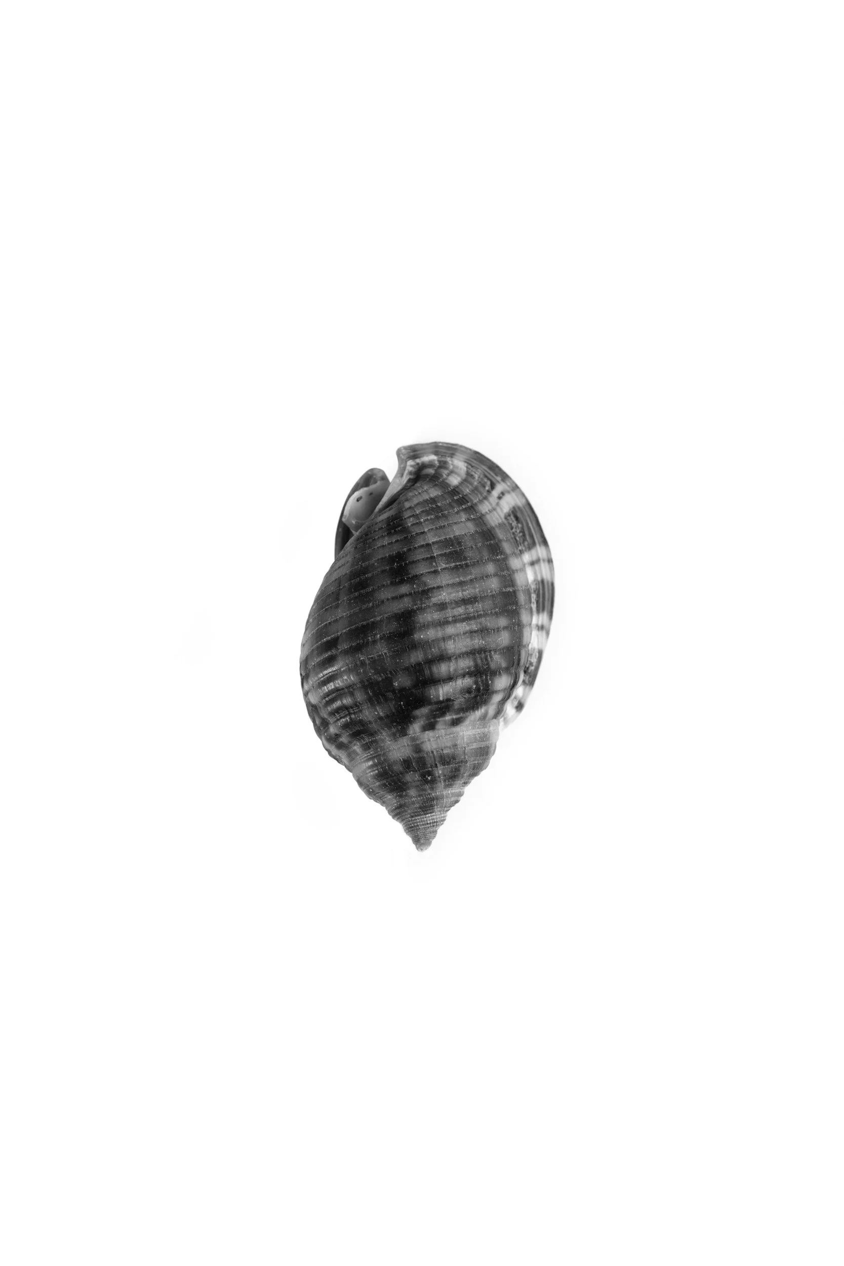 A black and white photo of a seashell with a glossy surface.