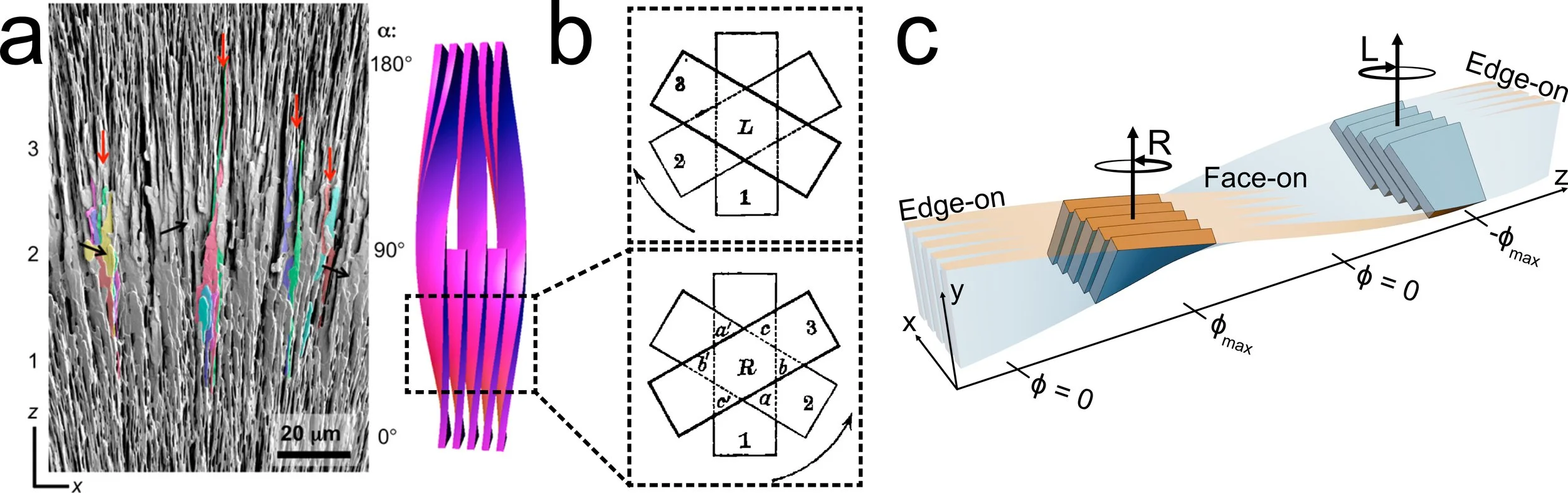 CR_morphology.jpg