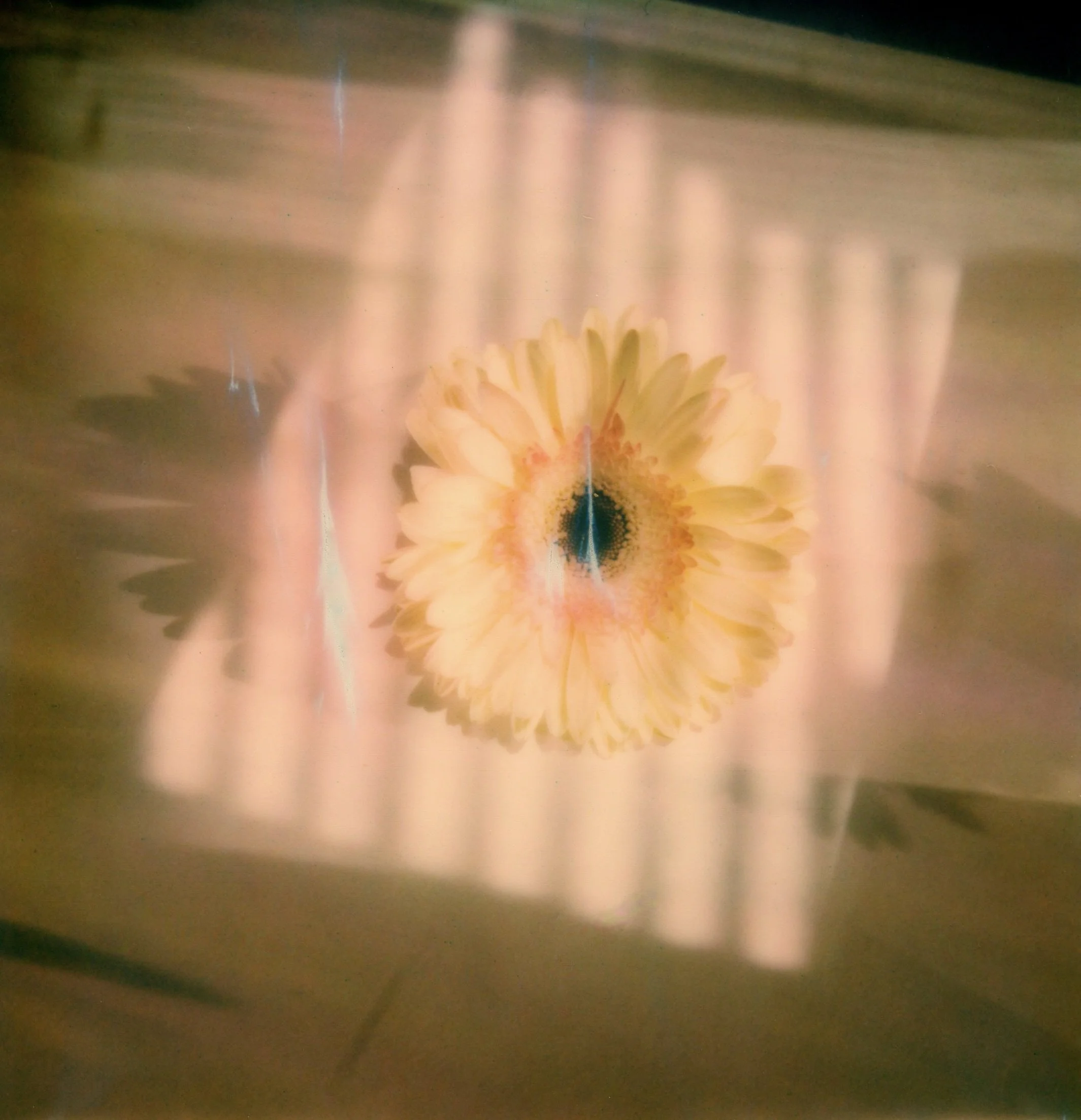 RACHEL WINSLOW, Petals of Light