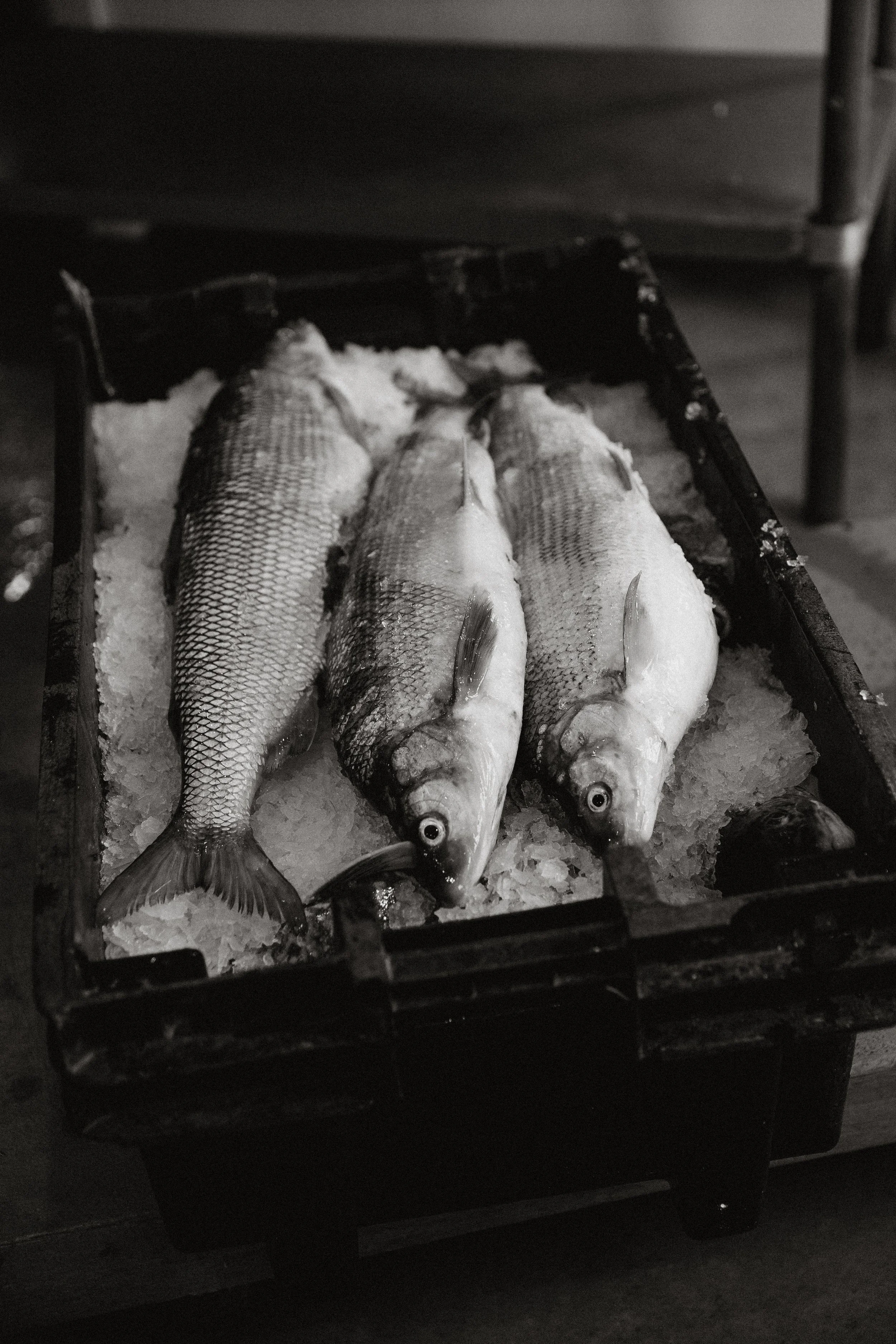 Lindsey Makuwatsine, Fisherman's Catch