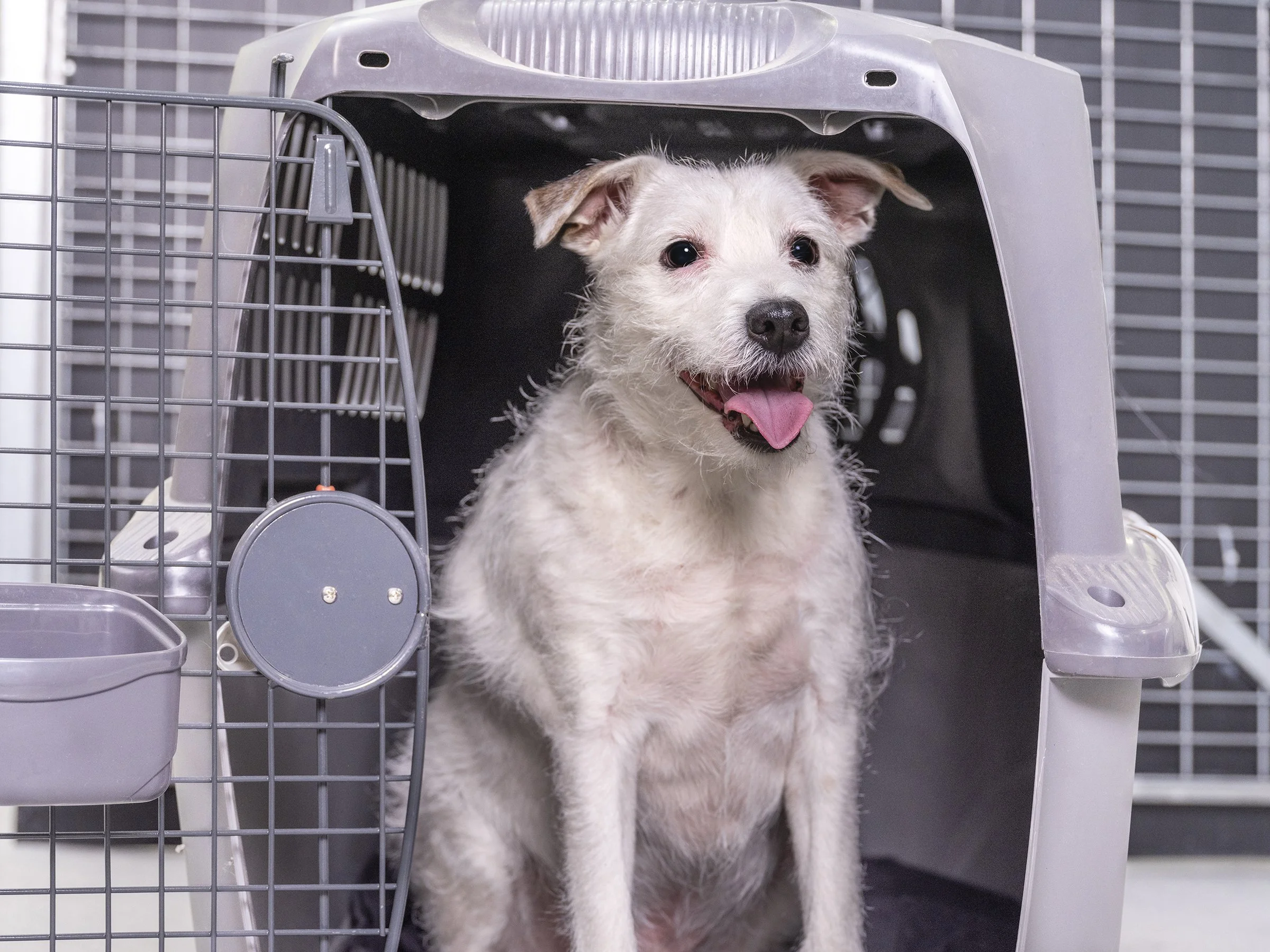 A small white dog with light brown ears and nose sitting inside a pet carrier. The dog has its tongue out and appears happy. The pet carrier has a plastic top with ventilation holes and a metal door.