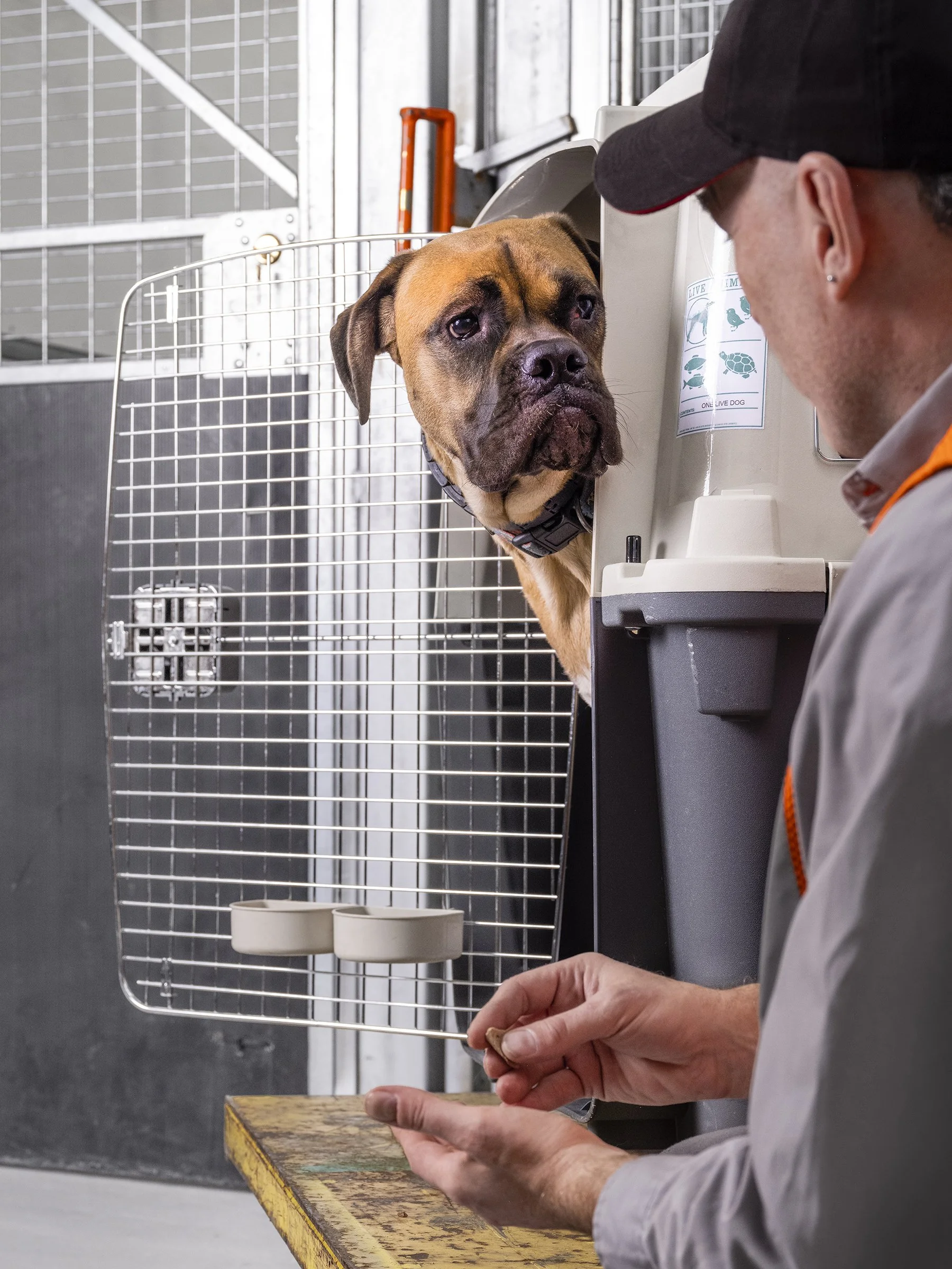 A veterinarian or technician feeding a large dog, possibly a mastiff or similar breed, in a kennel or animal care facility. The dog is looking attentively at the person's hand while the person holds a treat or medication.