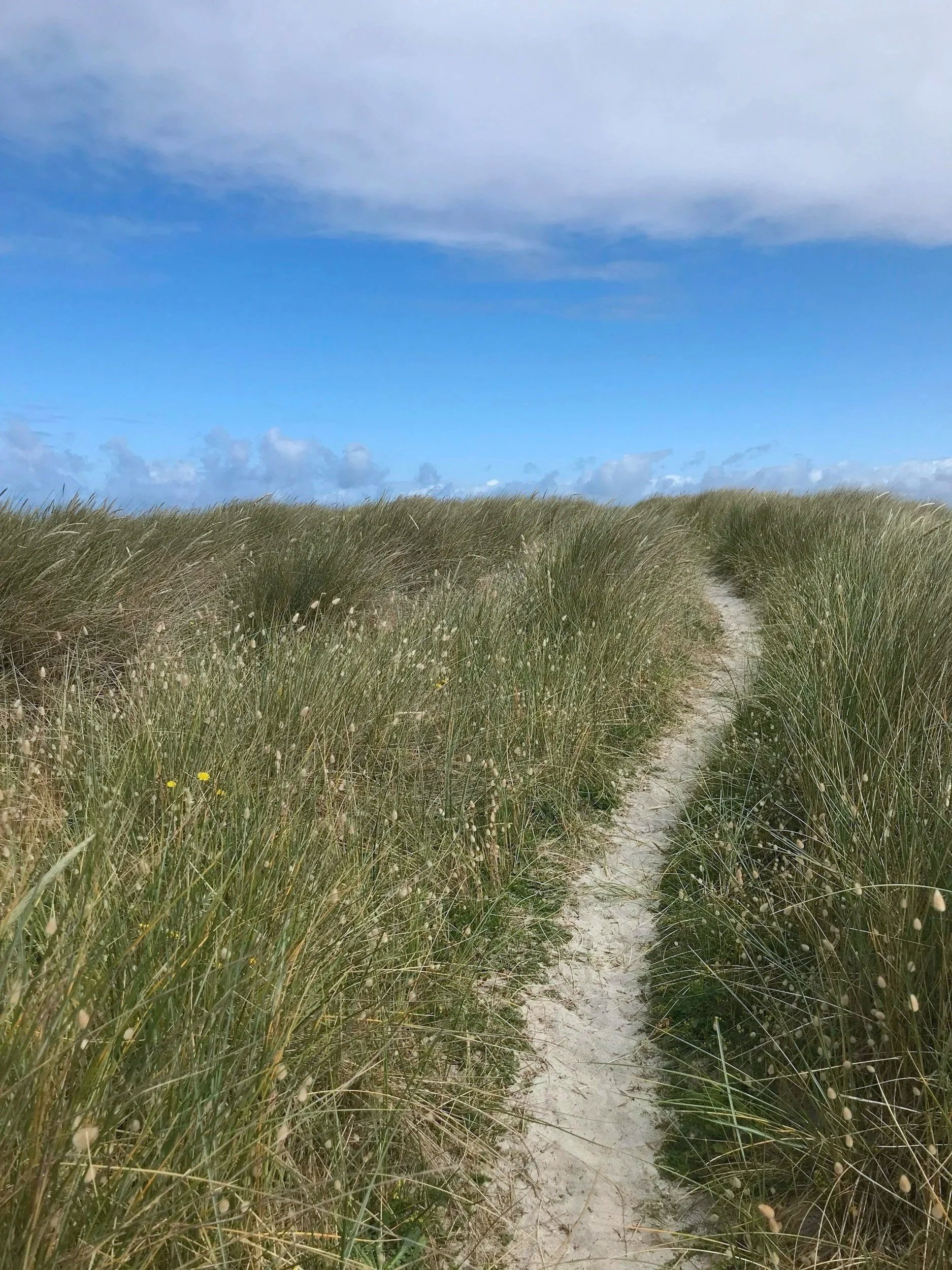 A sandy dirt trail running through tall green grasses and balanced by a blue sky with some clouds.