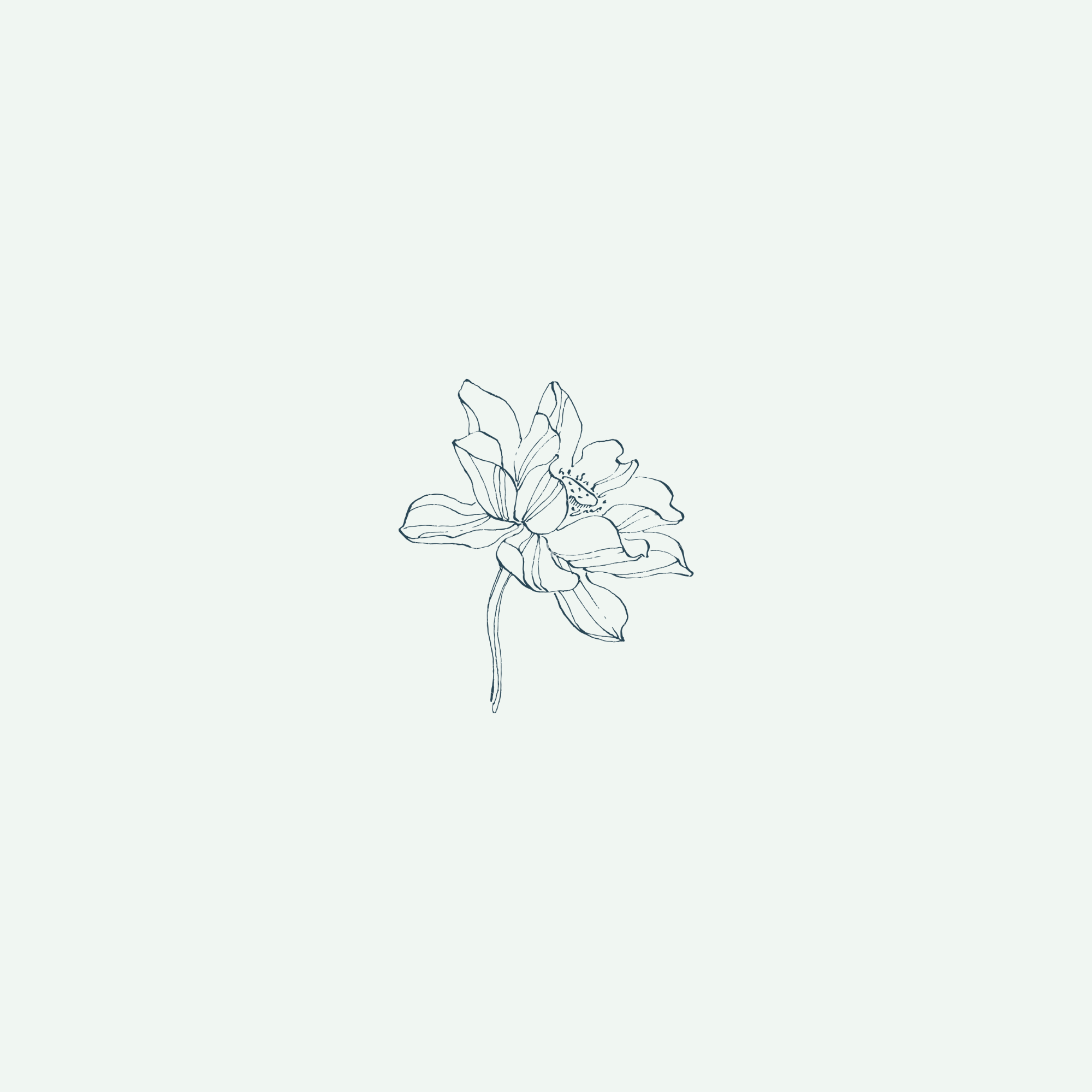 Line drawing of a flower with petals, leaves, and stem on a light background.