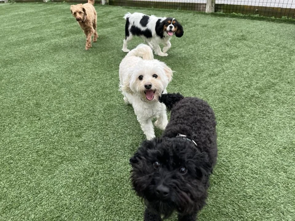 Five dogs of various breeds playing and socializing on a grassy yard.