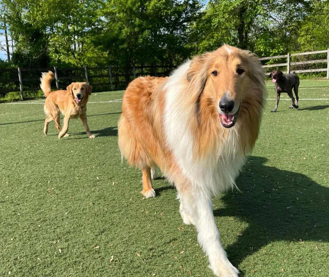 Three dogs playing on a grassy field with trees and a white fence in the background, sunny weather.