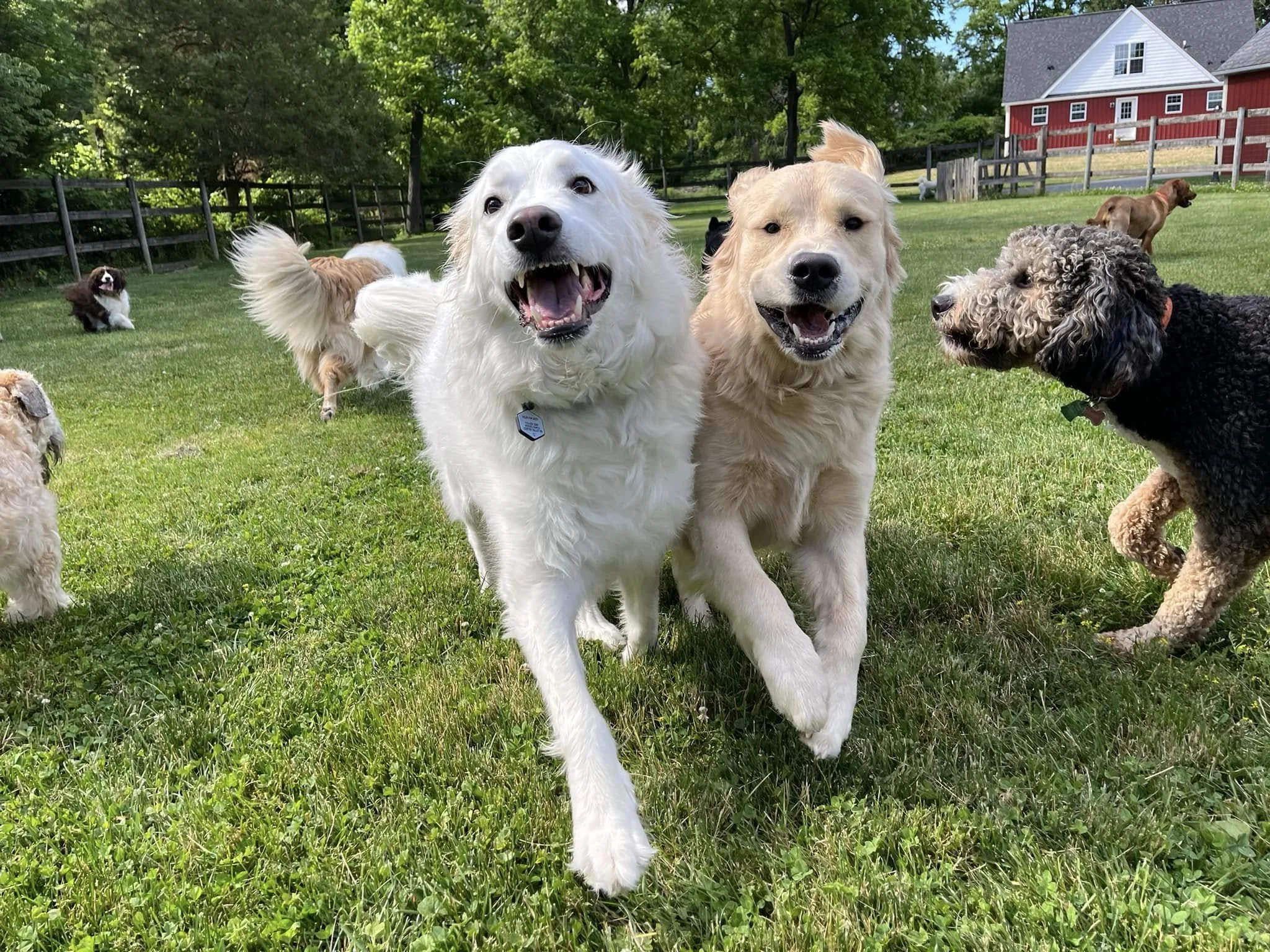 A group of happy dogs playing on a grassy yard with trees and a red barn house in the background.