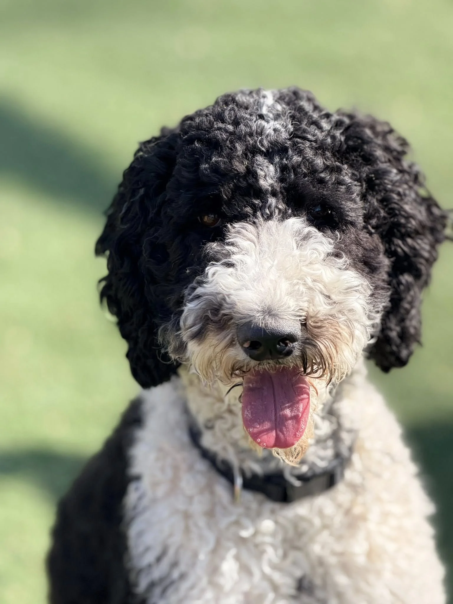 Close-up of a black and white curly-haired puppy with its tongue out, sitting outdoors on a grassy background.