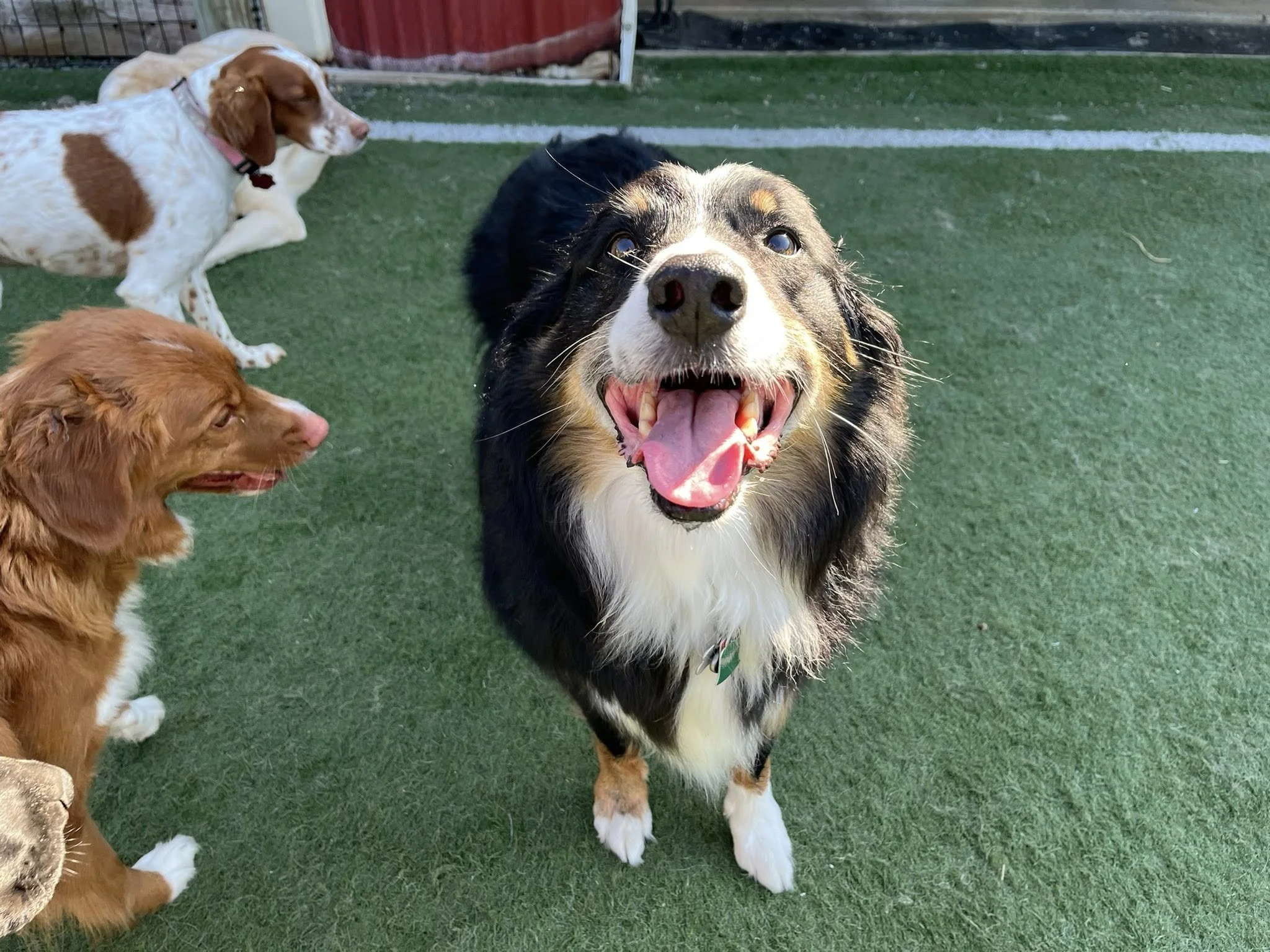 Four dogs on artificial grass, with a black, white, and tan dog in the foreground, smiling with mouth open. Two other dogs, one with white and brown markings and the other with reddish fur, are in the background. A red and white barrier and a fence are also visible.