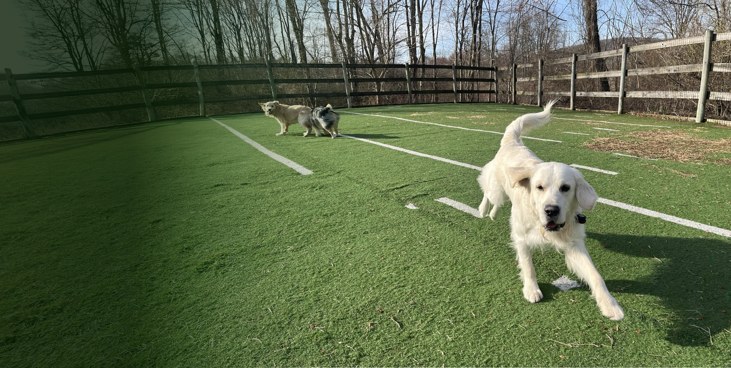 Three dogs playing on a grassy sports court with a wooden fence and leafless trees in the background.