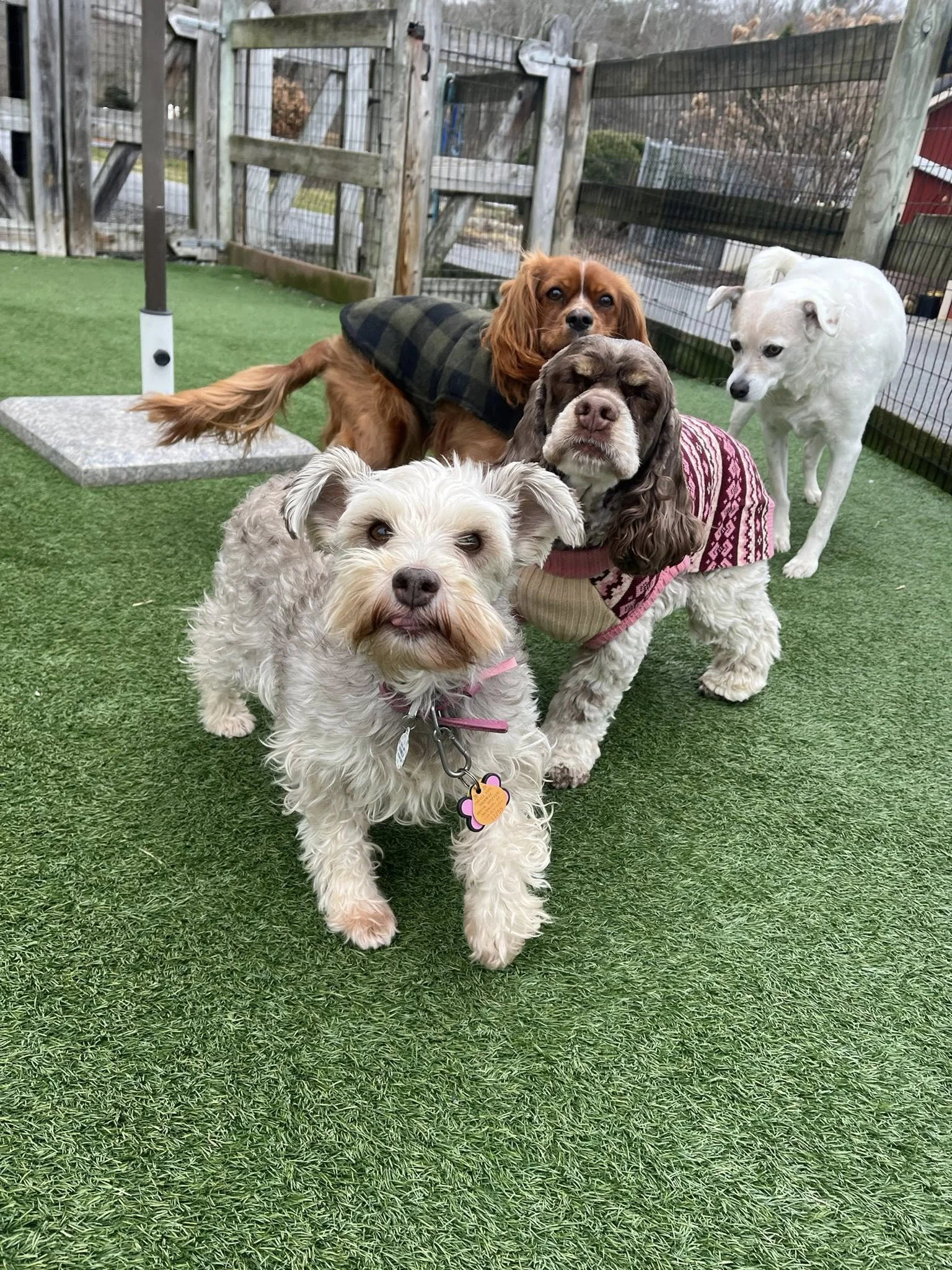 Four dogs standing on an artificial grass surface in a fenced outdoor area. One small, fluffy, white dog is in the front, wearing a pink collar and a pink and brown sweater. Behind it, a brown and white dog with droopy ears wearing a patterned sweater. To the left, a medium-sized brown dog with long ears and a tail with a fluffy tip. To the right, a white dog with a sly expression.