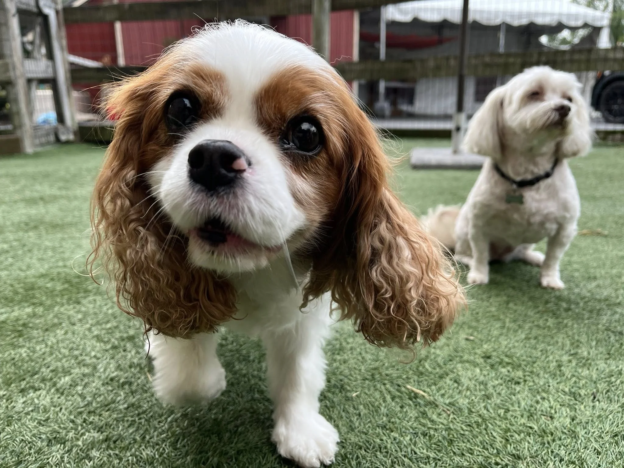 Close-up of a Cavalier King Charles Spaniel puppy with brown and white fur, large dark eyes, and floppy ears, standing on green artificial grass outdoors.