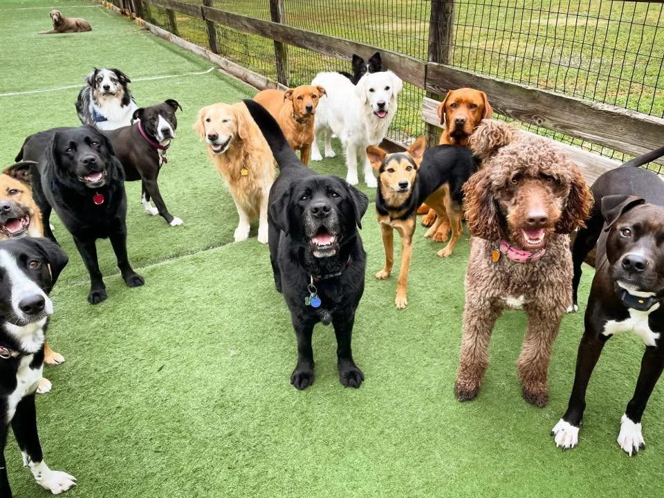 A group of fifteen dogs of various breeds and sizes standing on green artificial grass, behind a wooden and wire fence in an outdoor area.